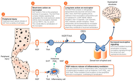 Corneal Sensory Receptors and Pharmacological Therapies to