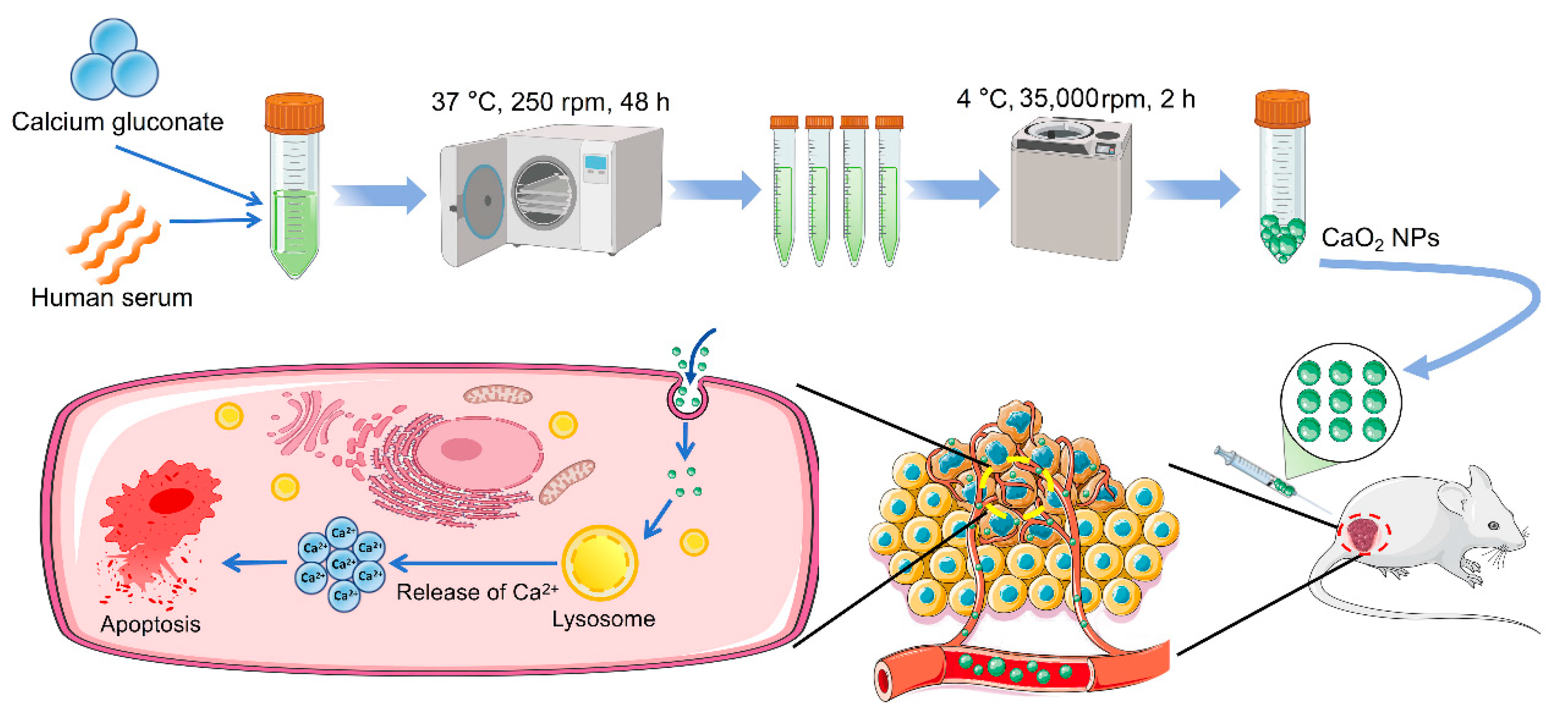Ijms 26 04696 sch001