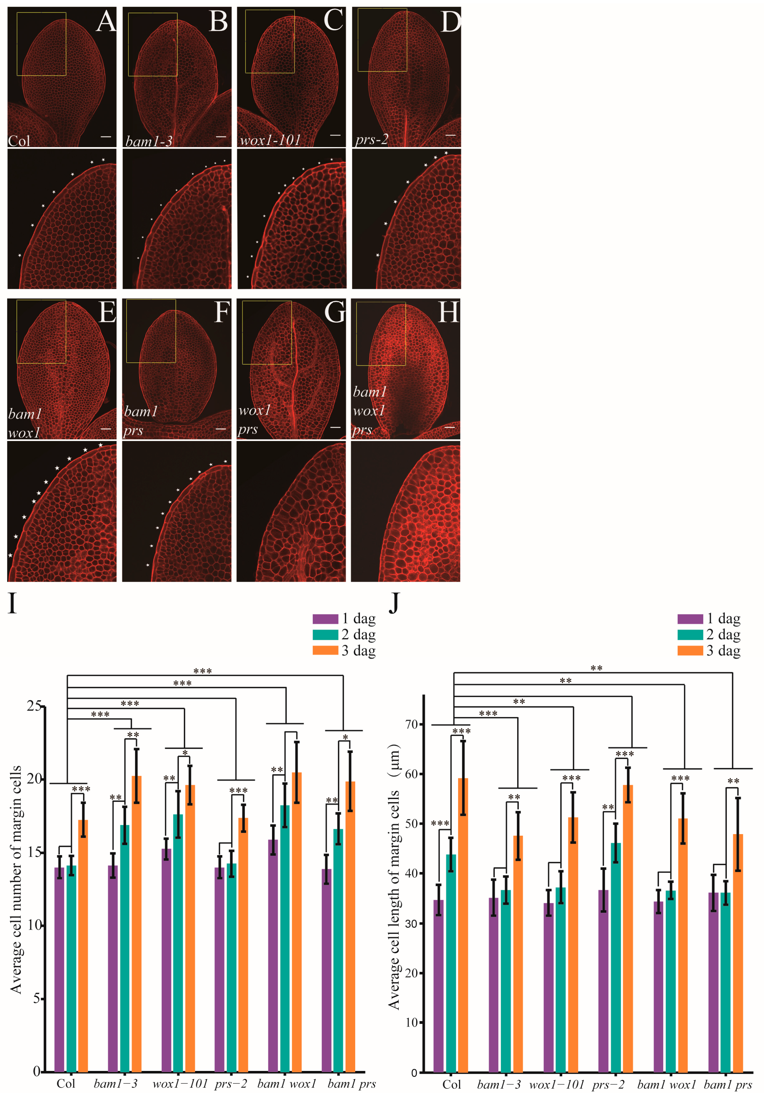 Ijms 26 04724 g004 Ijms 26 04724 g004
