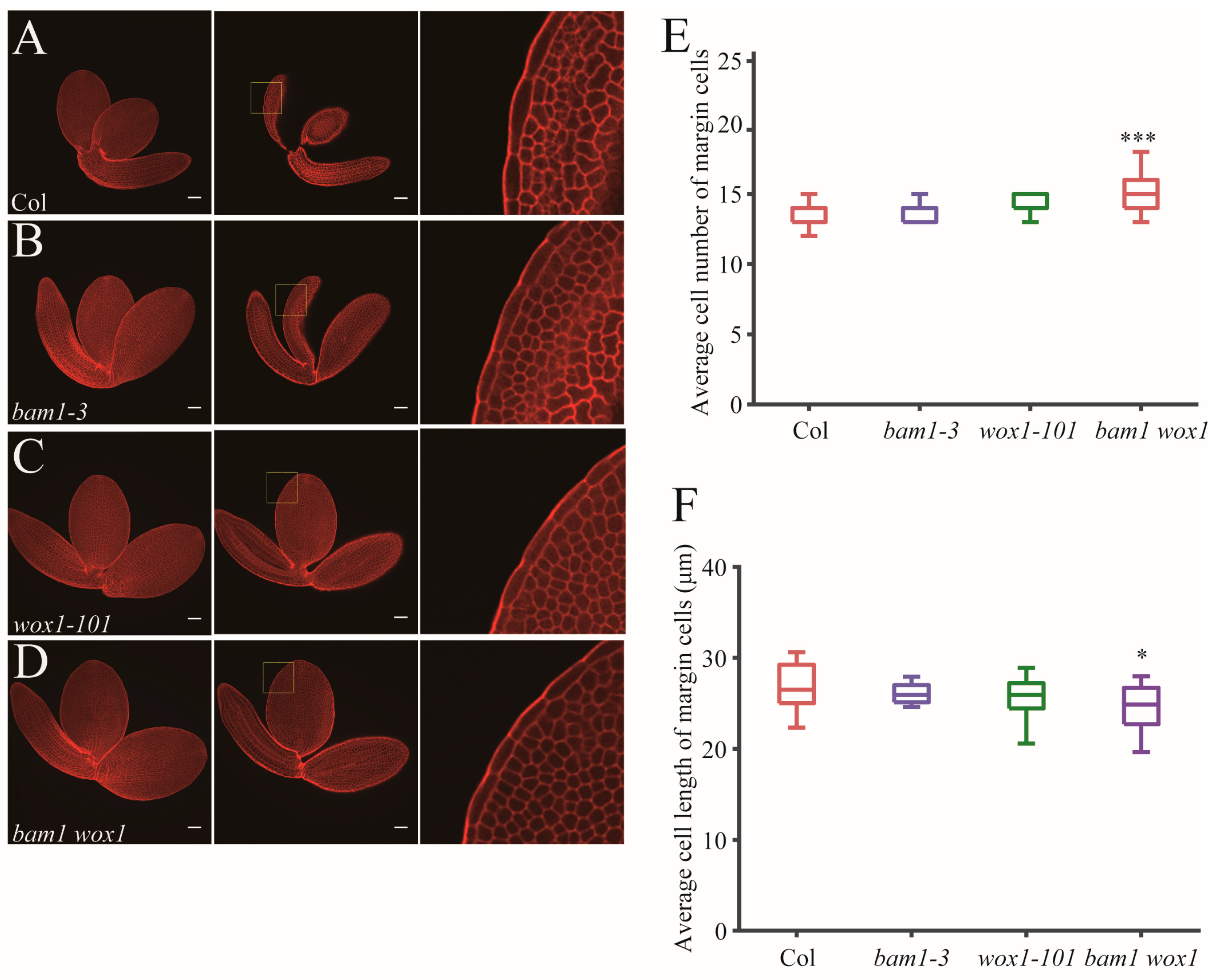 Ijms 26 04724 g005 Ijms 26 04724 g005
