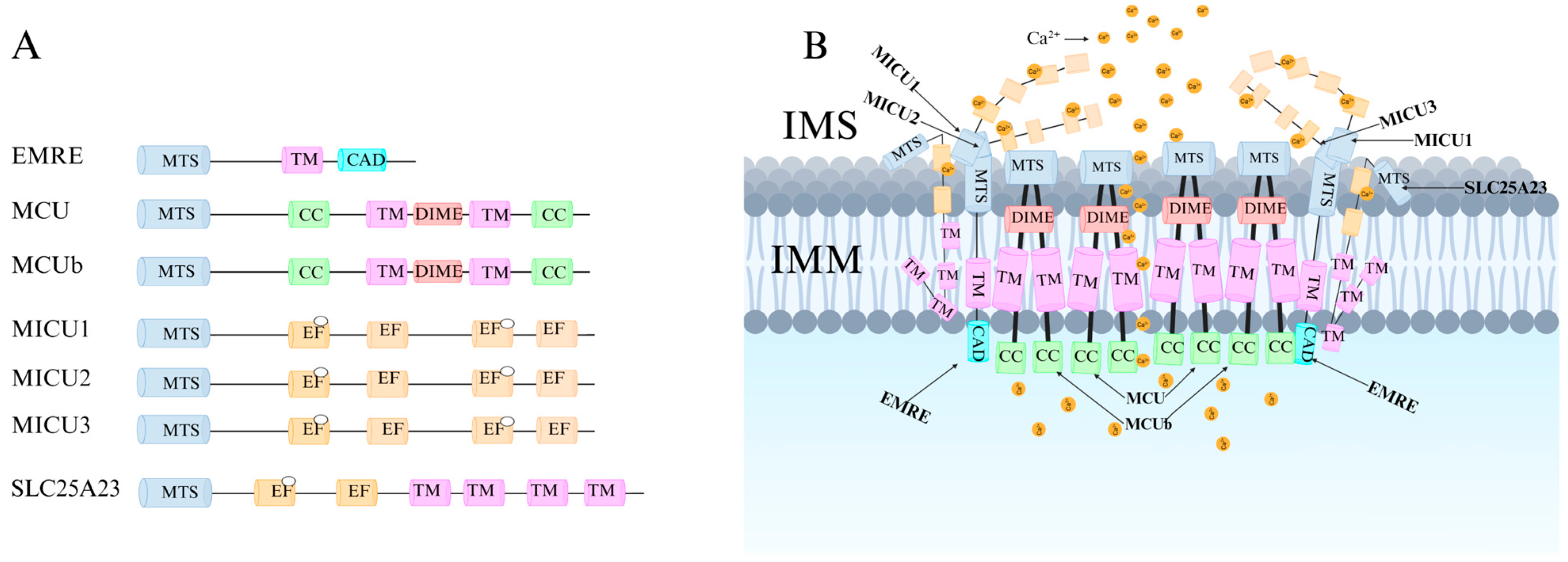 Ijms 26 04732 g003 Ijms 26 04732 g003