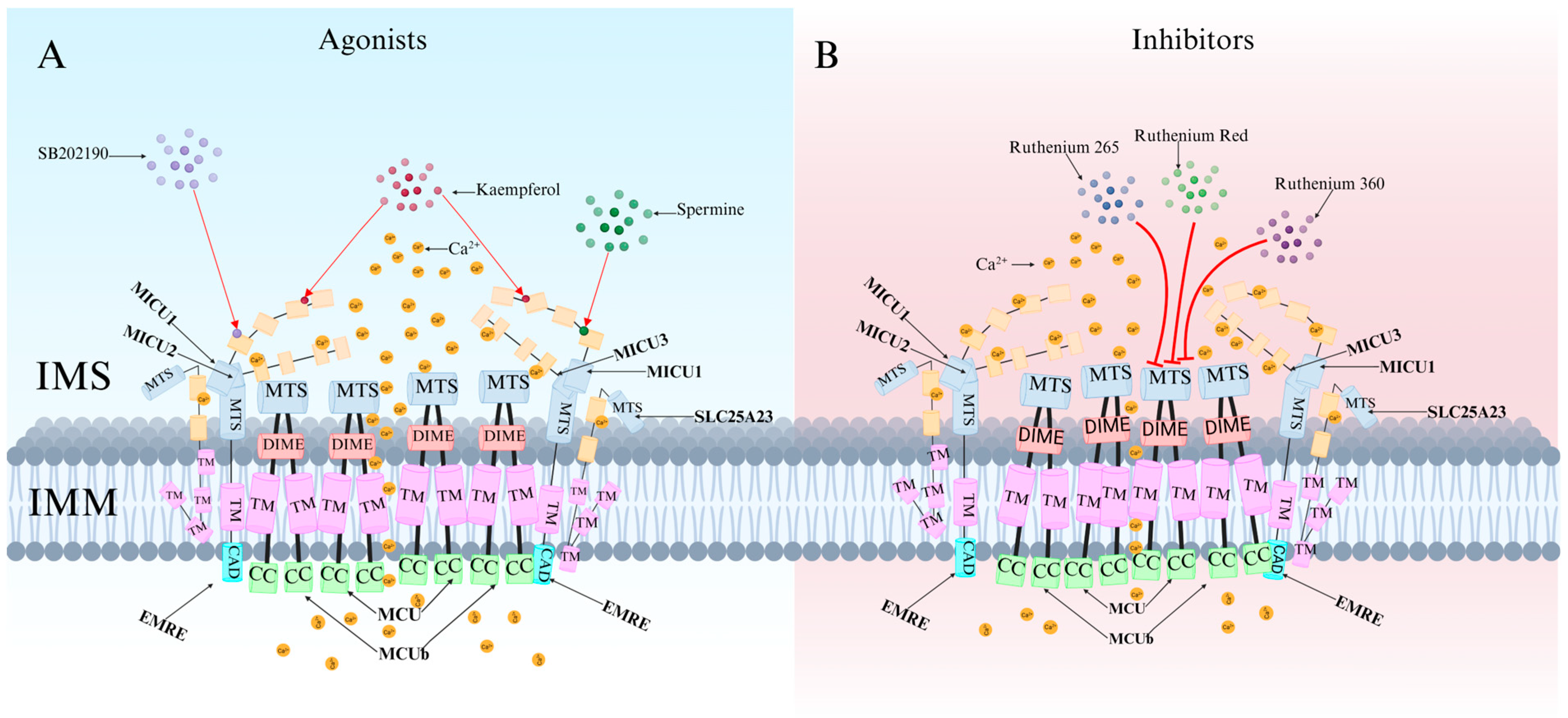 Ijms 26 04732 g005 Ijms 26 04732 g005