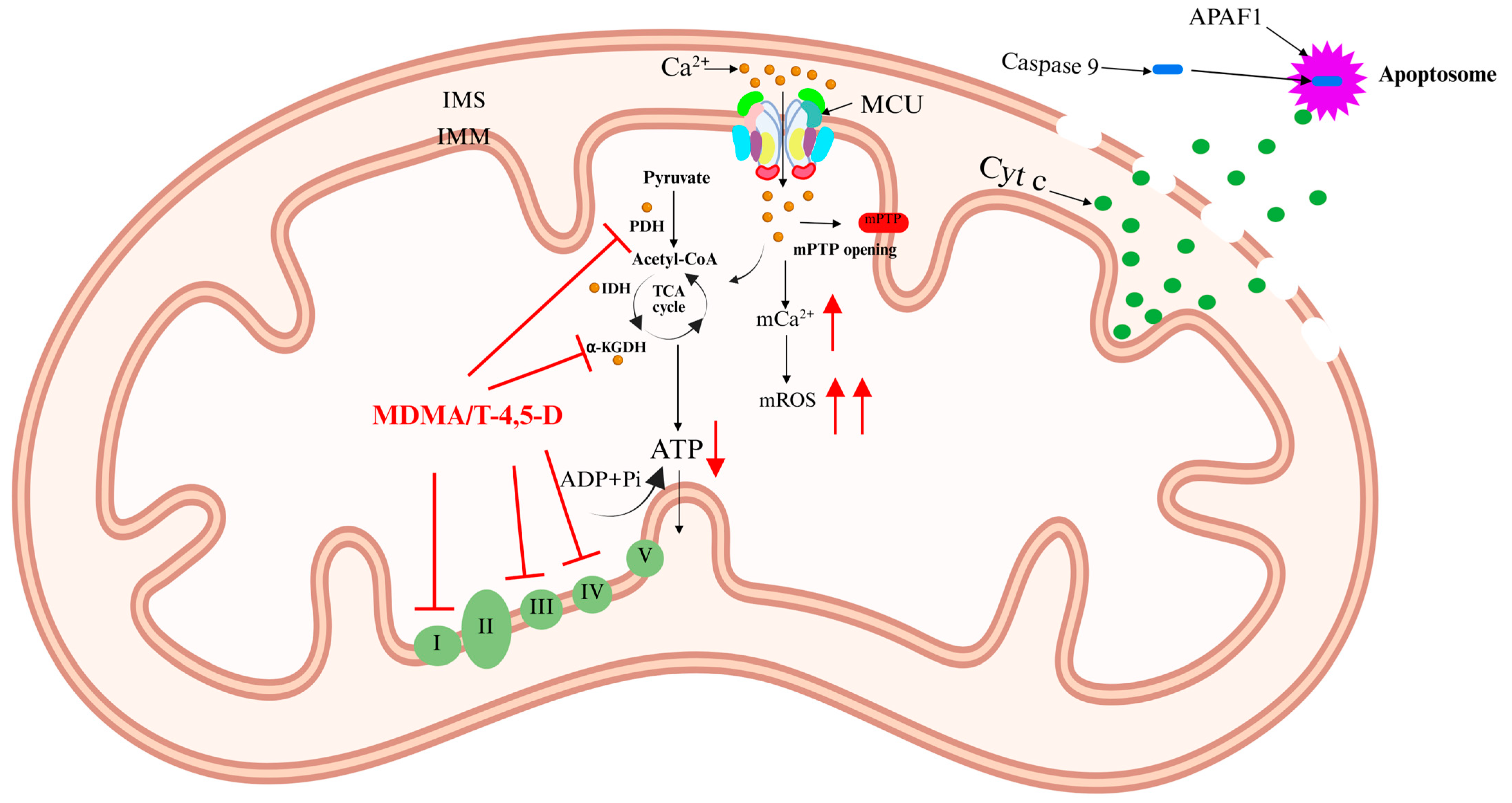 Ijms 26 04732 g006 Ijms 26 04732 g006