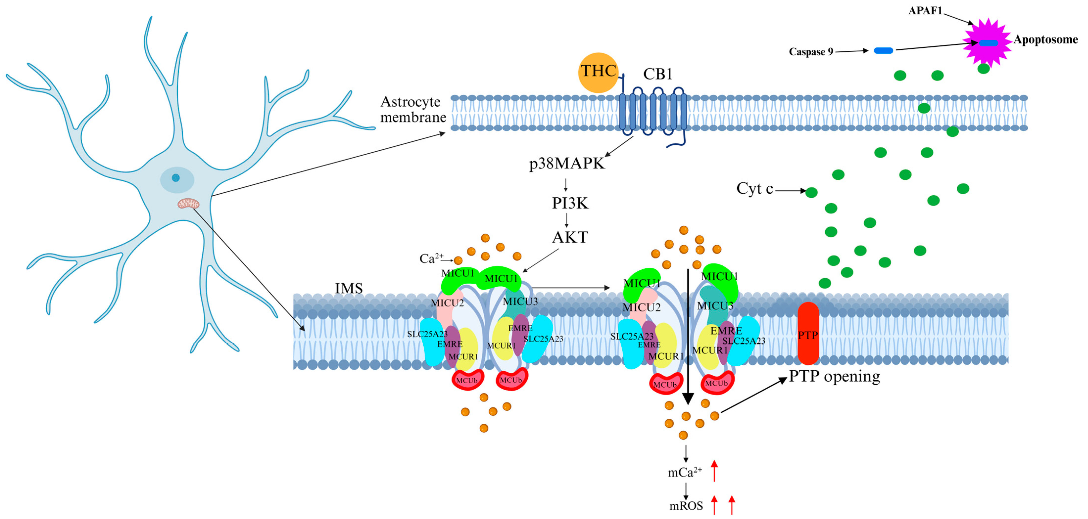Ijms 26 04732 g007 Ijms 26 04732 g007