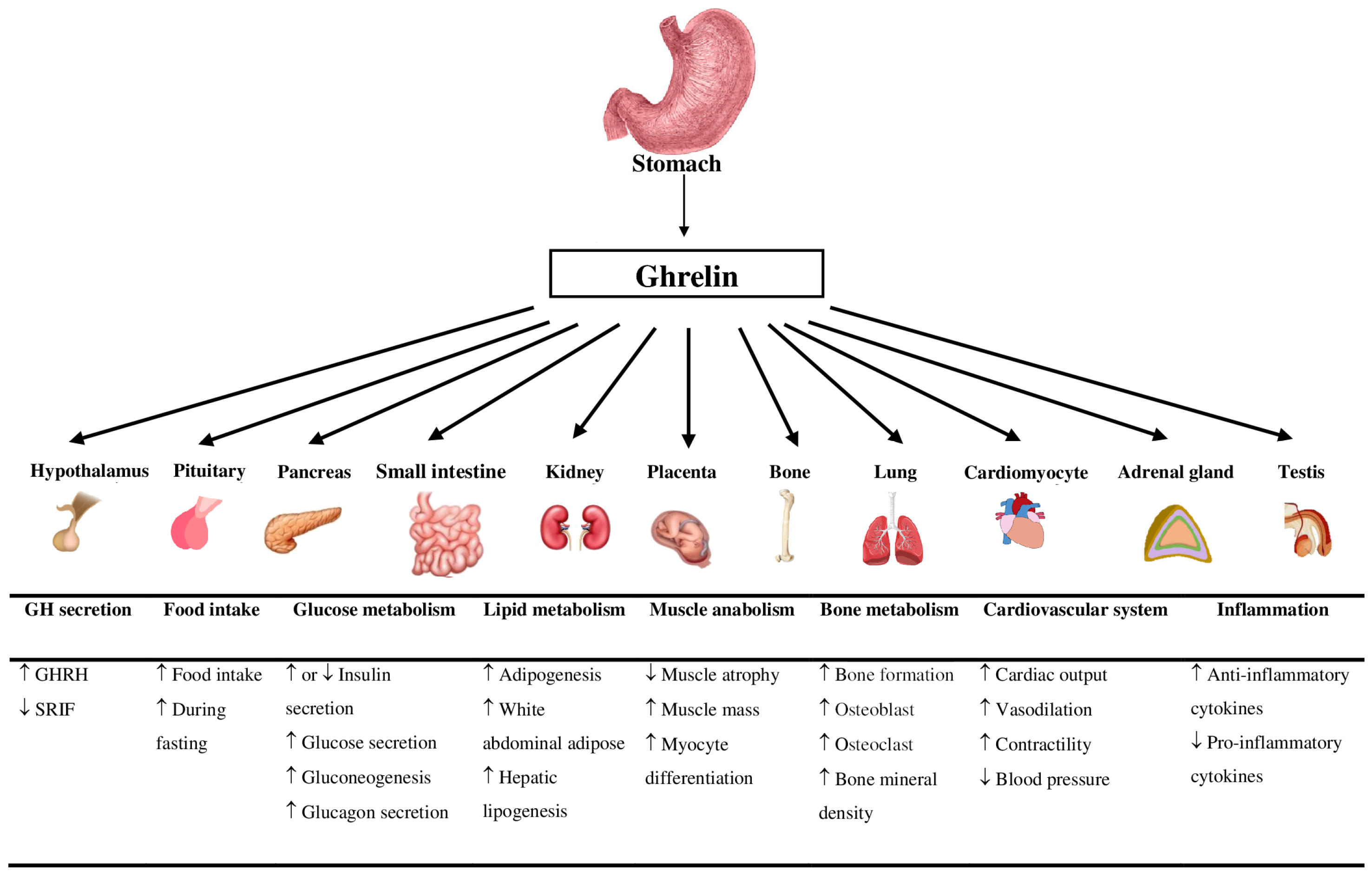 Ijms 26 04753 g001 Ijms 26 04753 g001