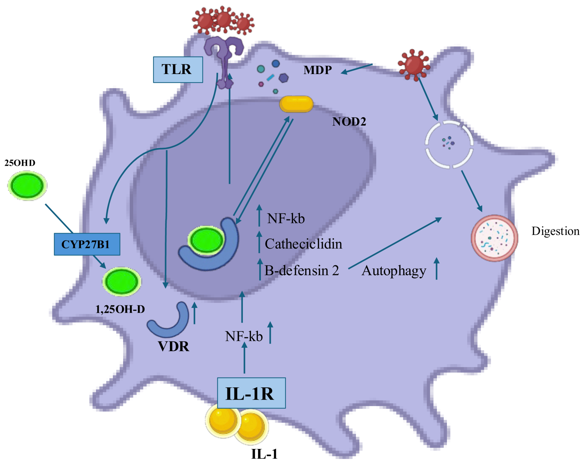 Molecular Insight into the Role of Vitamin D in Immune