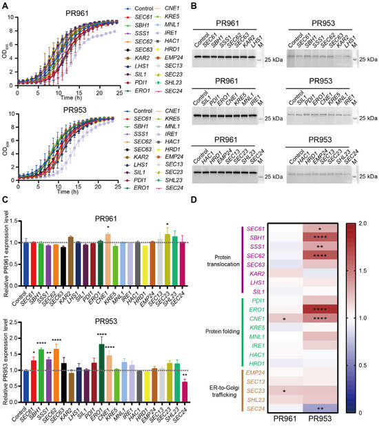 Structural Homology Fails to Predict Secretion Efficiency in