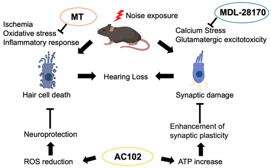 acetyl l carnitine hearing loss Noise-Induced Hearing Loss: Overview and Future Prospects for Research on  Oxidative Stress
