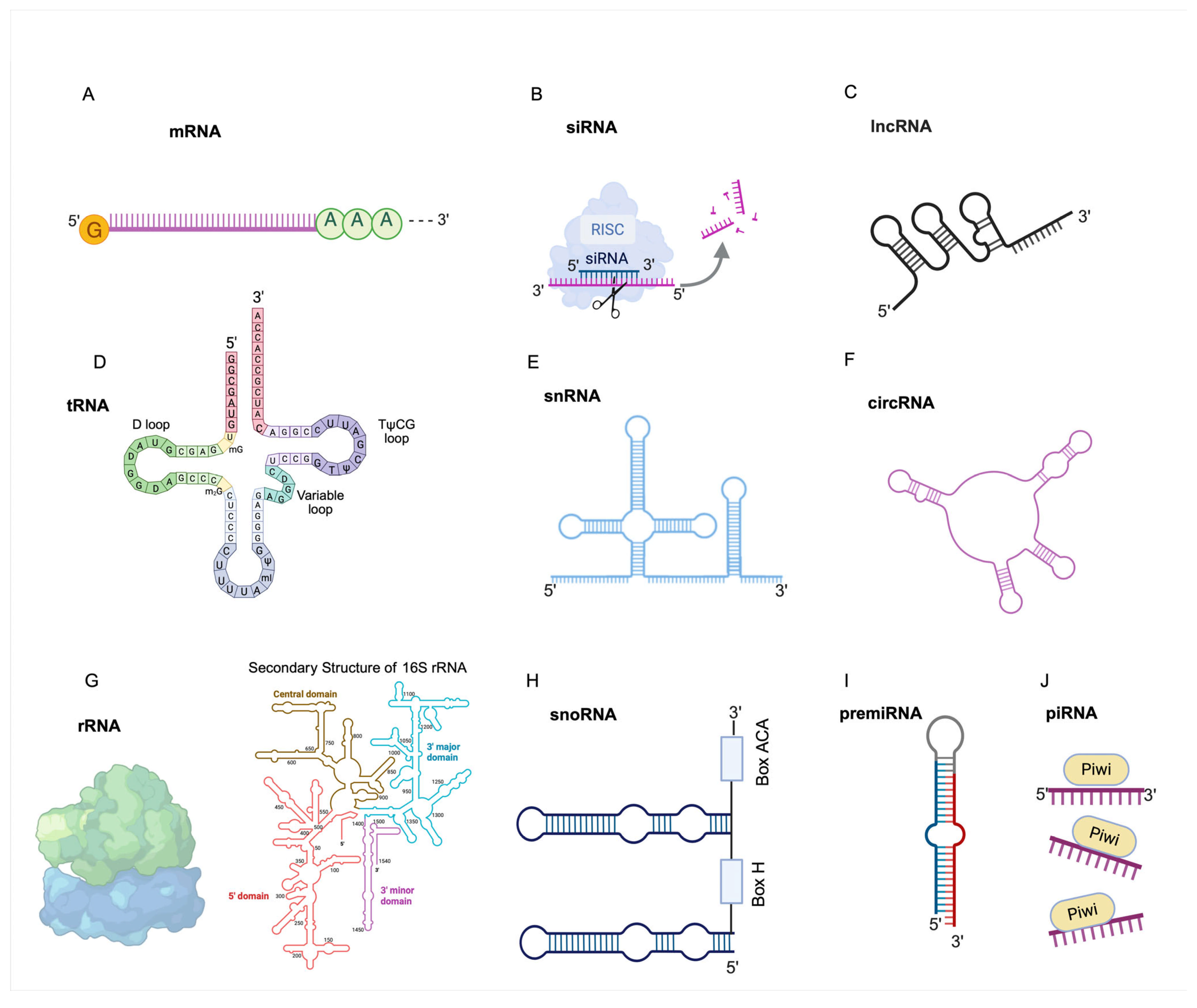 Ijms 26 04964 g001 Ijms 26 04964 g001