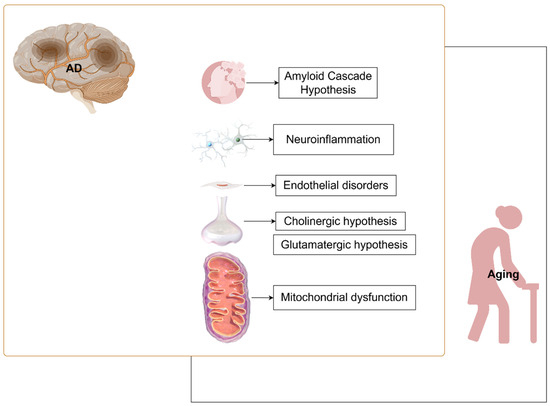 Signs of Alzheimer's Disease: Tied to Aging Signs of Alzheimer's Disease: Tied to Aging