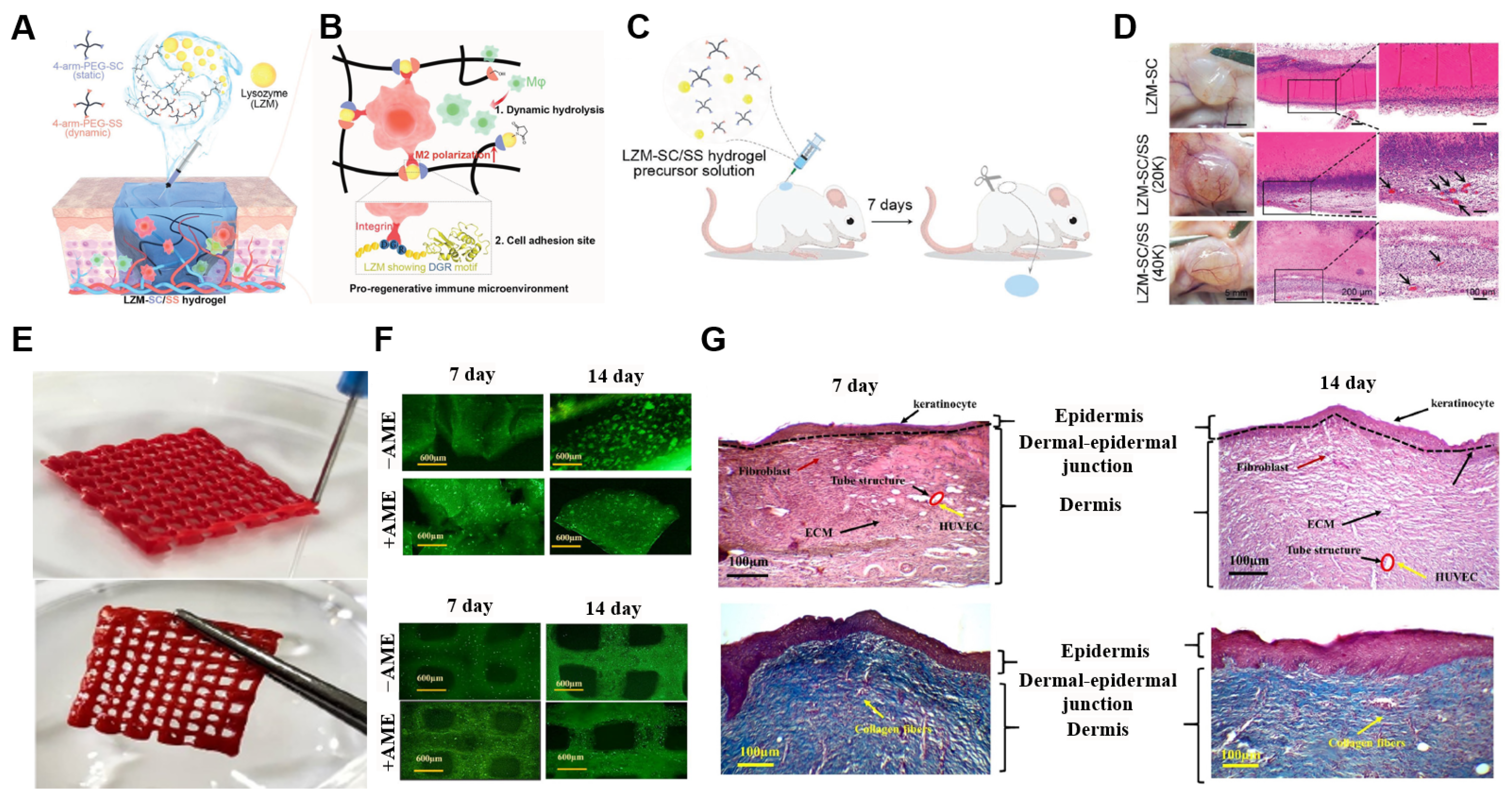 Ijms 26 04987 g004 Ijms 26 04987 g004
