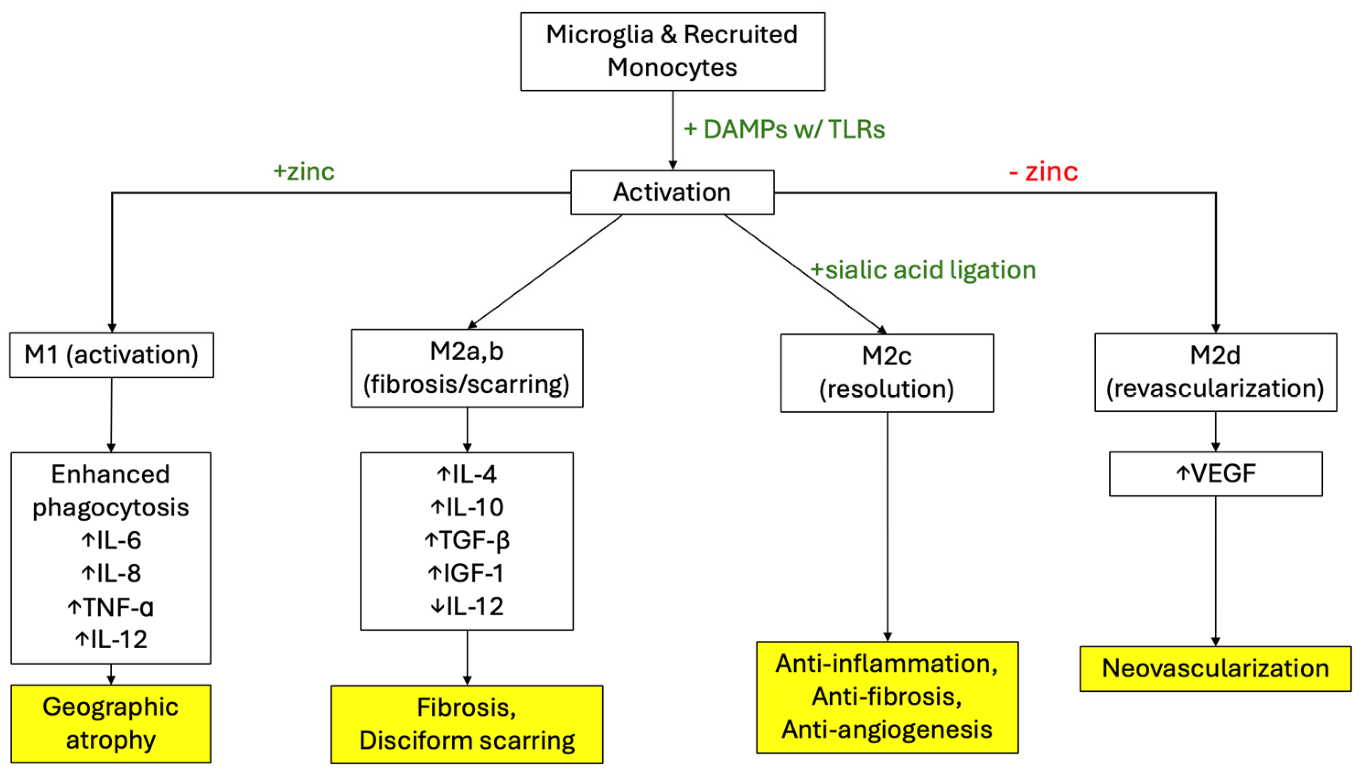 Ijms 26 04992 g002 Ijms 26 04992 g002