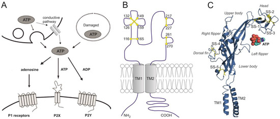 平沢 Endothelial Dysfunction and Liver Cirrhosis: Unraveling of a