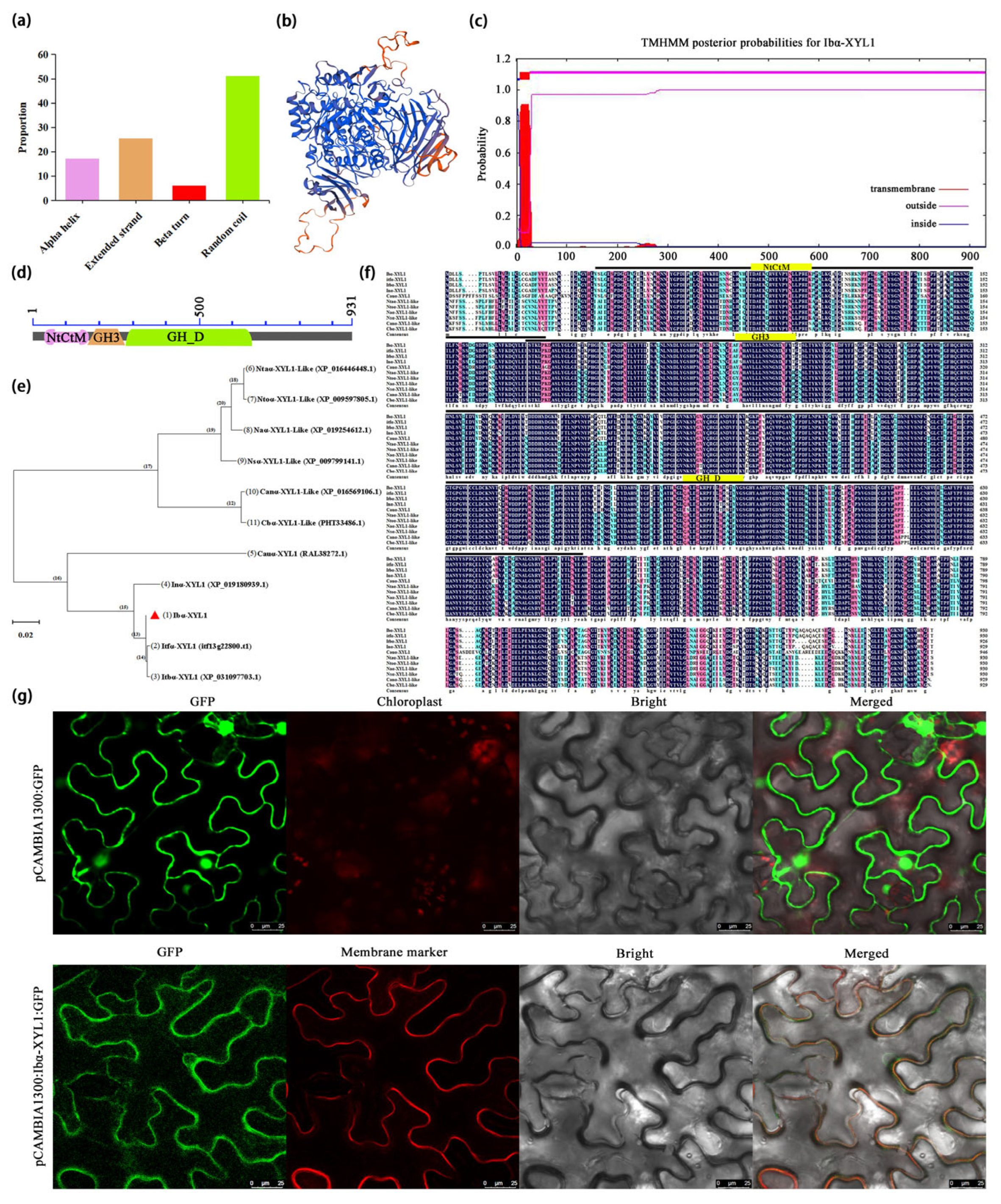 Ibα-XYL1 Interfered Expression Decreases Starch Granule Size