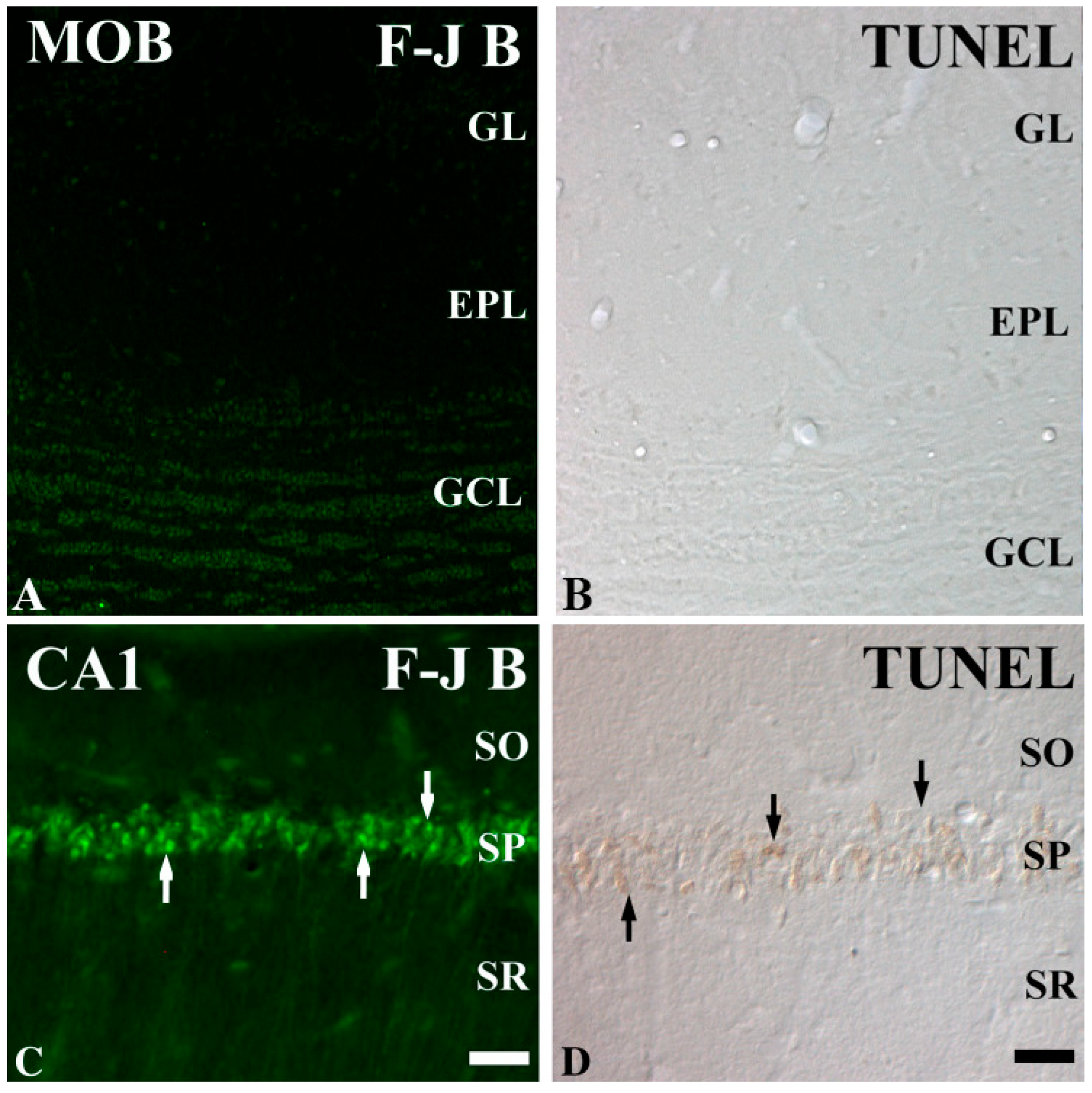 Ijms 26 05079 g001 Ijms 26 05079 g001