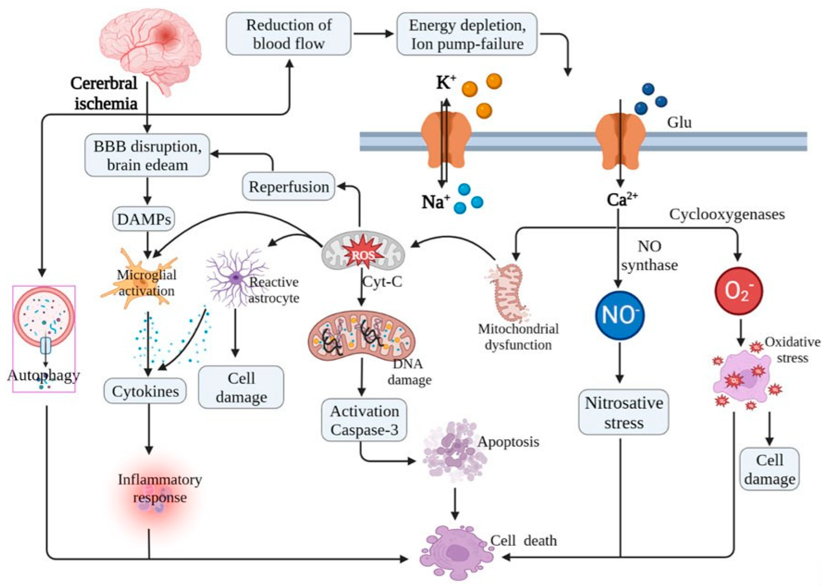 Ijms 26 05079 g003 Ijms 26 05079 g003