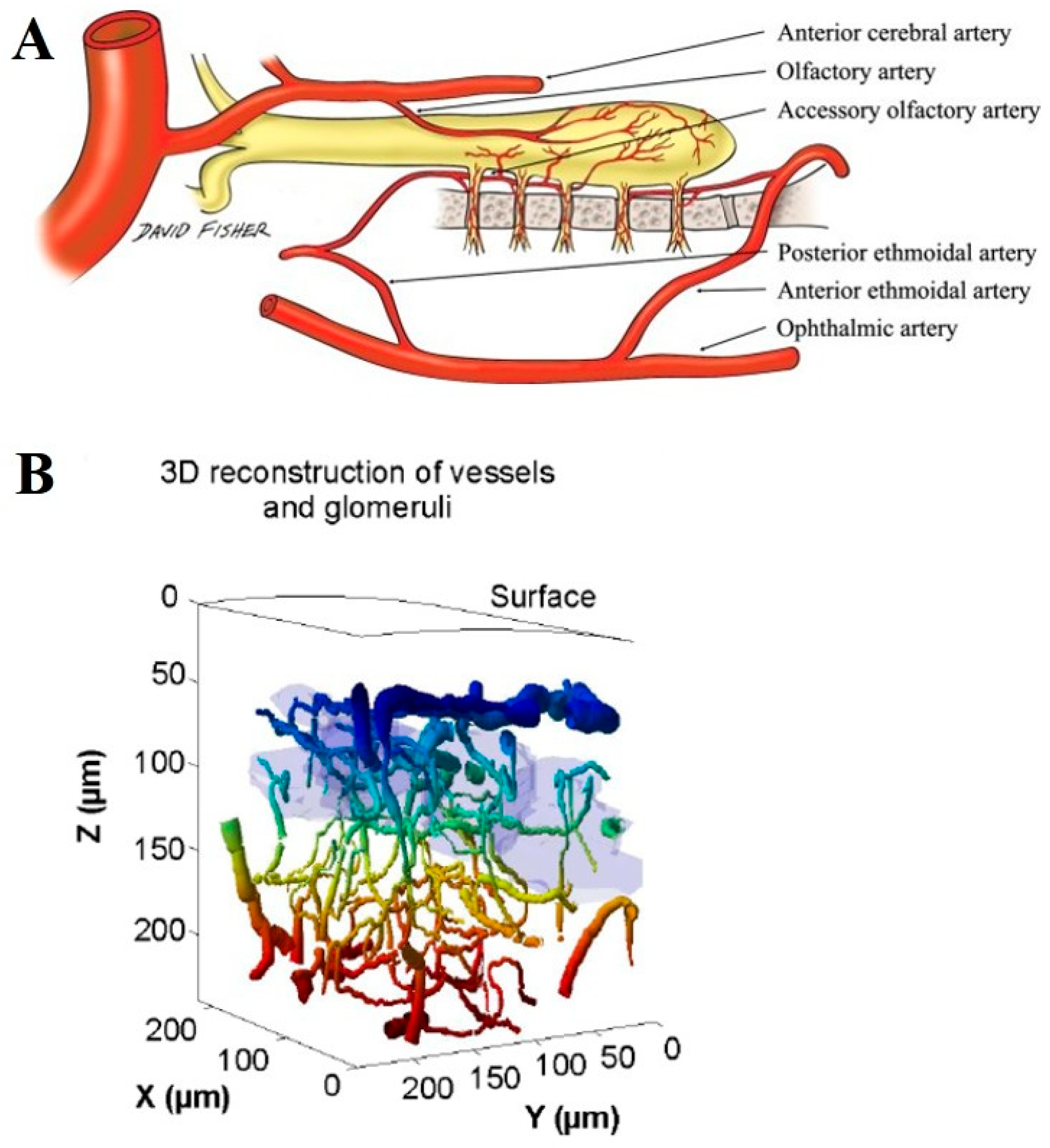 Ijms 26 05079 g004 Ijms 26 05079 g004