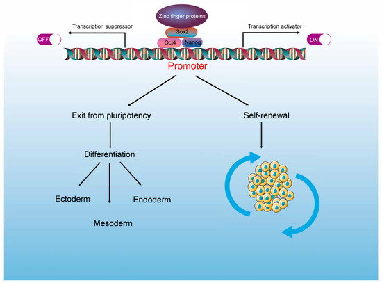 Prion and Prion-Like Protein Strains: Deciphering the