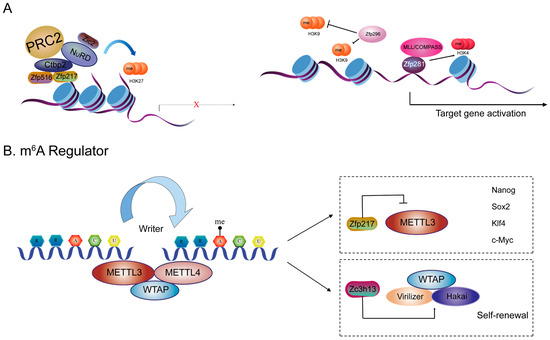 The Multifaceted Roles of Zinc Finger Proteins in