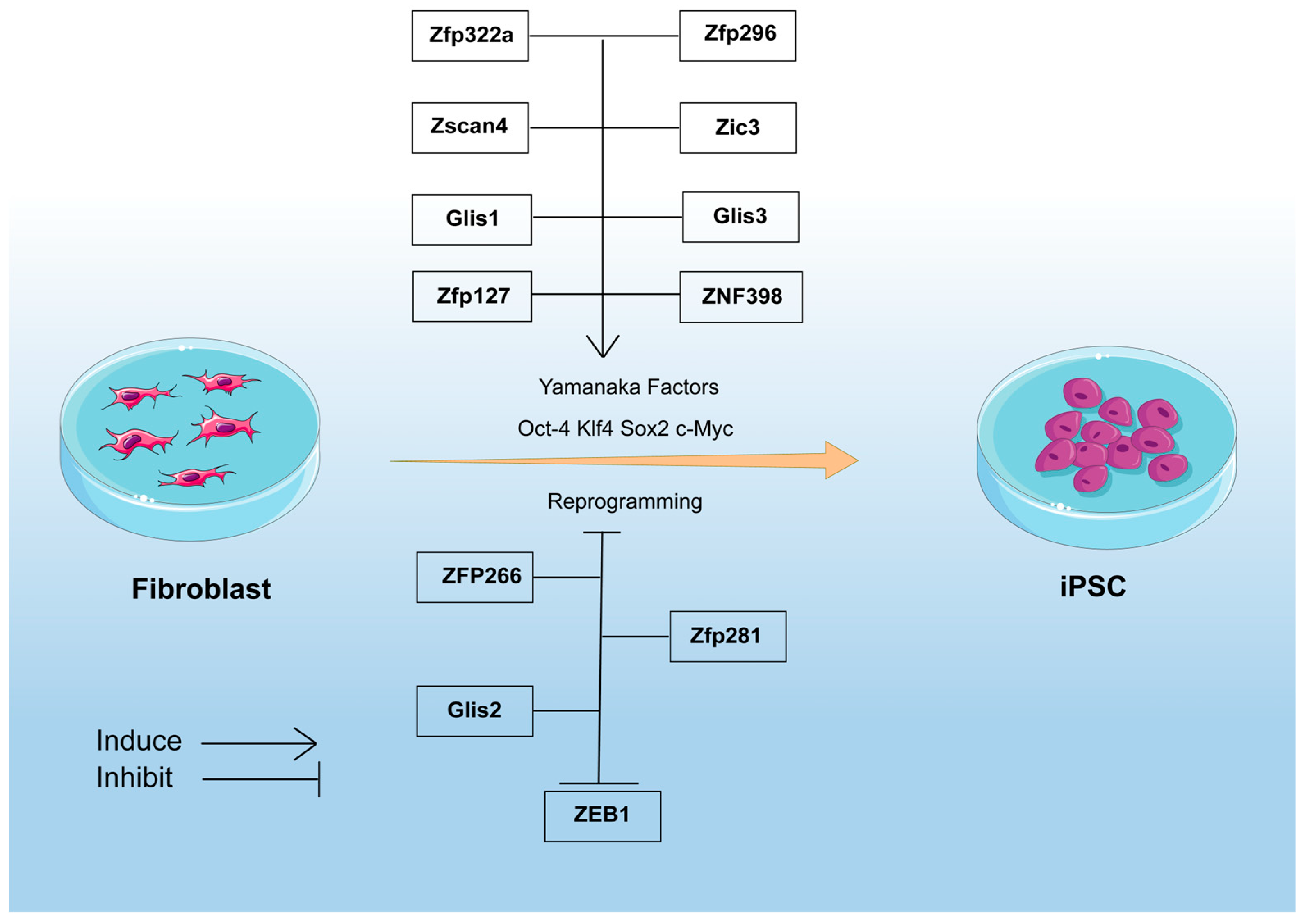 dai The Multifaceted Roles of Zinc Finger Proteins in