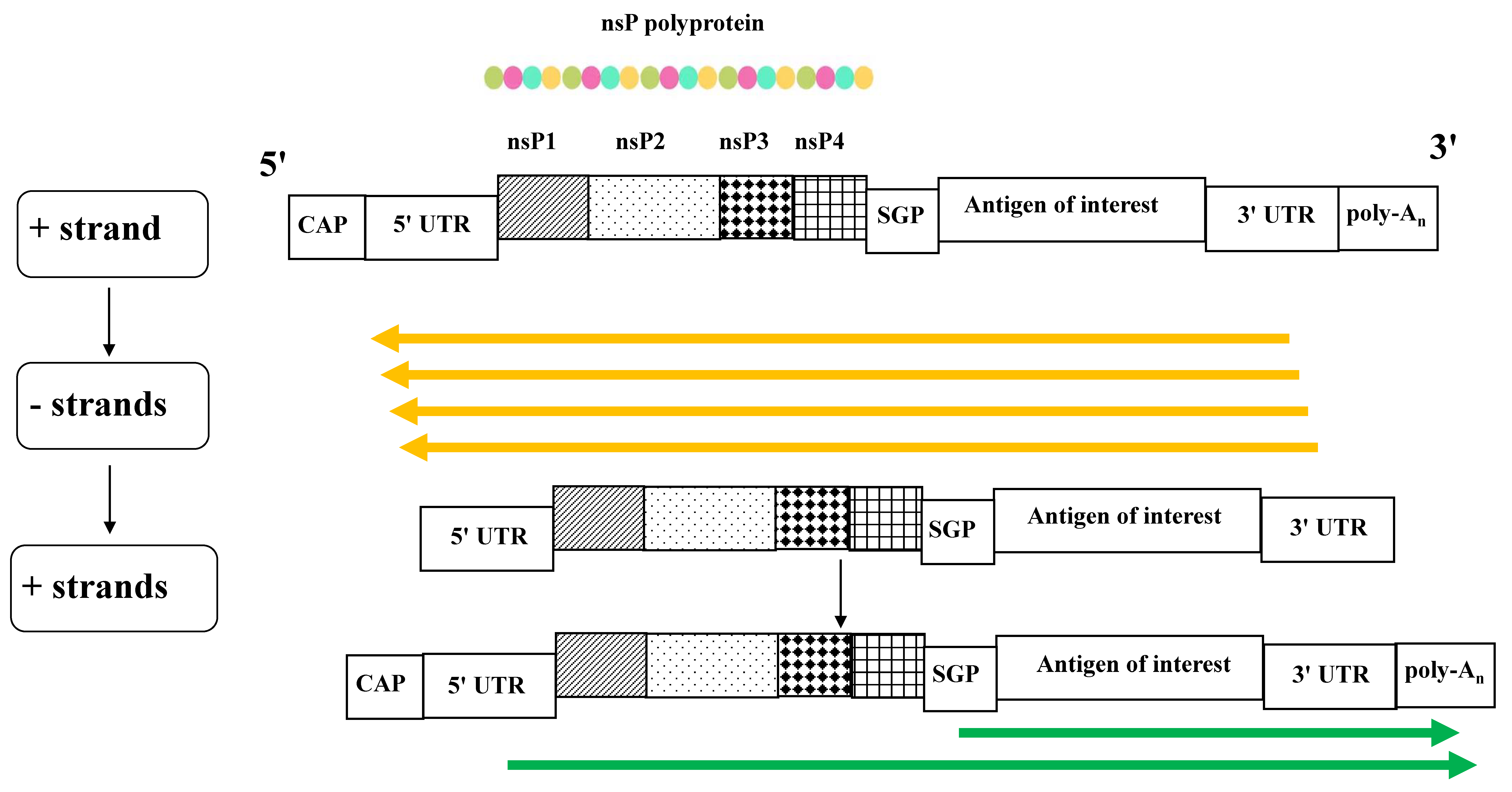 Ijms 26 05118 g001 Ijms 26 05118 g001