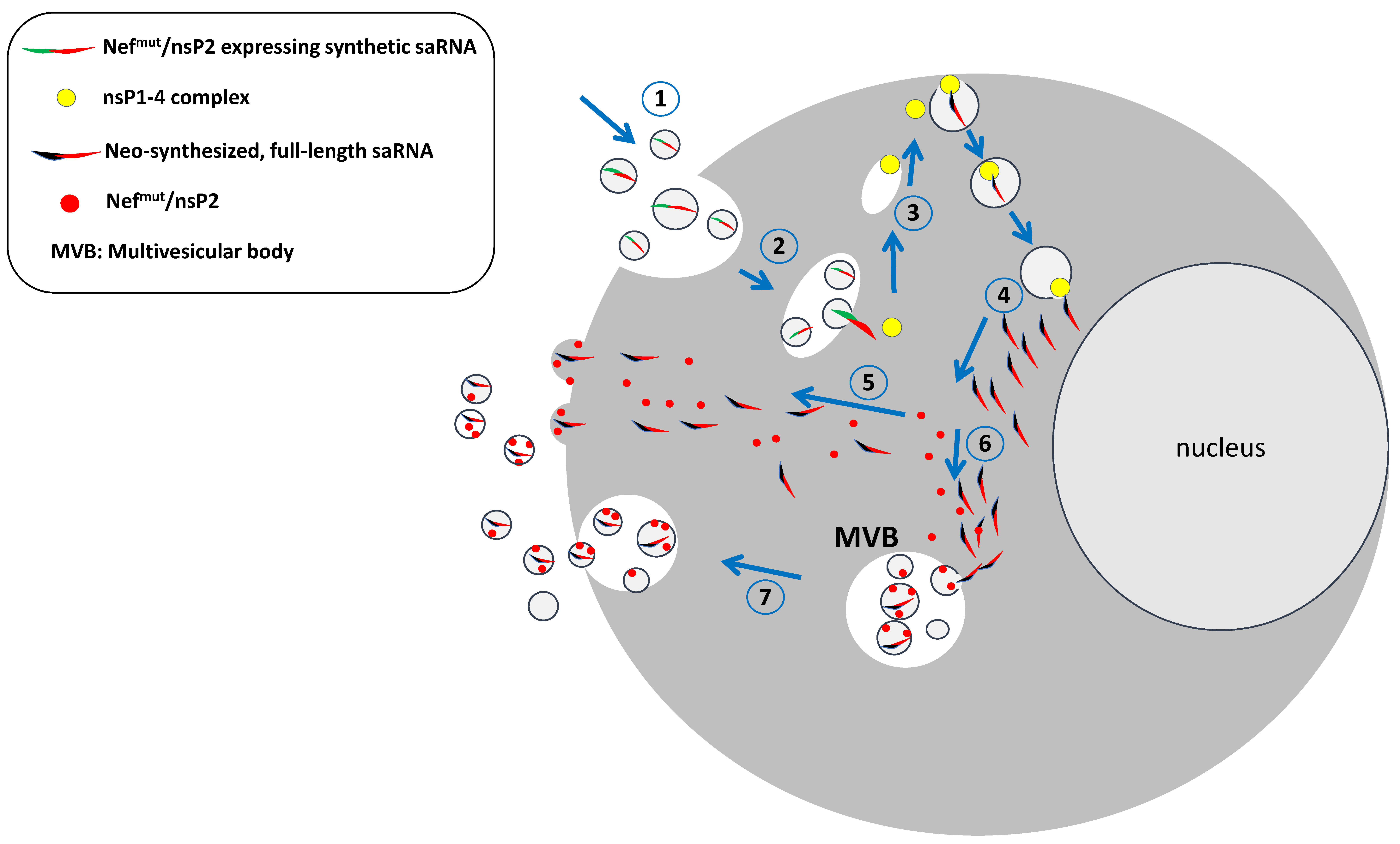 Ijms 26 05118 g003 Ijms 26 05118 g003