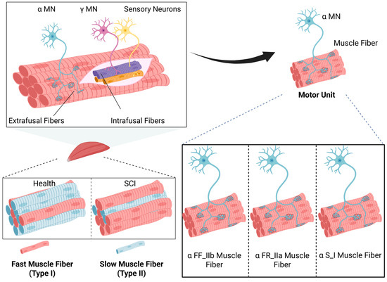 Mechanisms of Different Motor Neurons in the Occurrence of