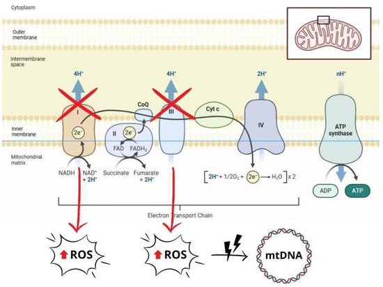 Implications of Oxidative Stress in the Pathophysiological Pathways of ...