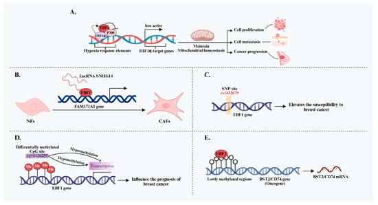 当季大流行 Advances in Research on the B-Lineage Transcription Factor グローブ