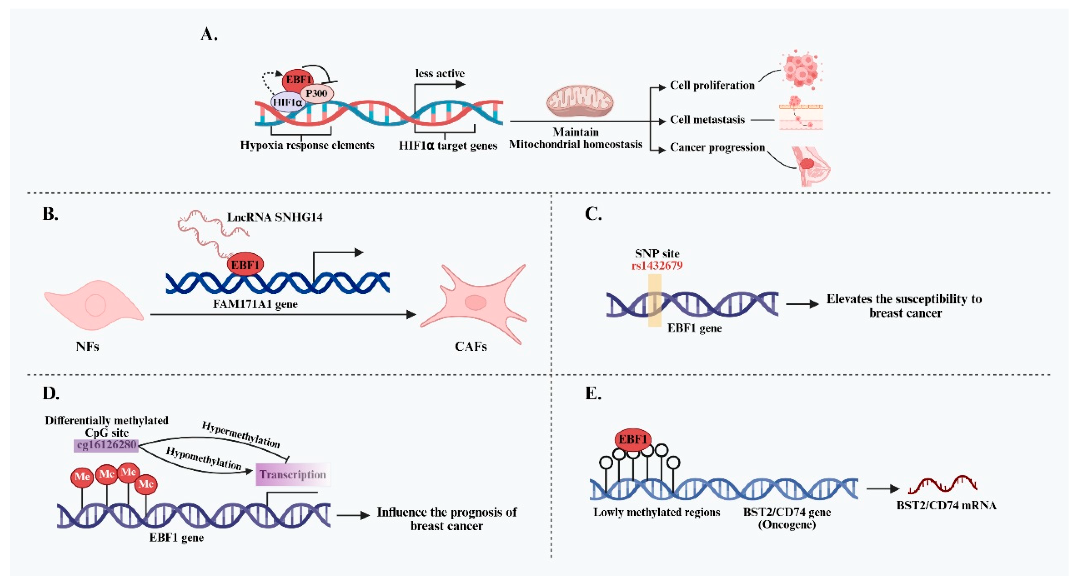 Zoonotic and Zooanthroponotic Potential of Monkeypox