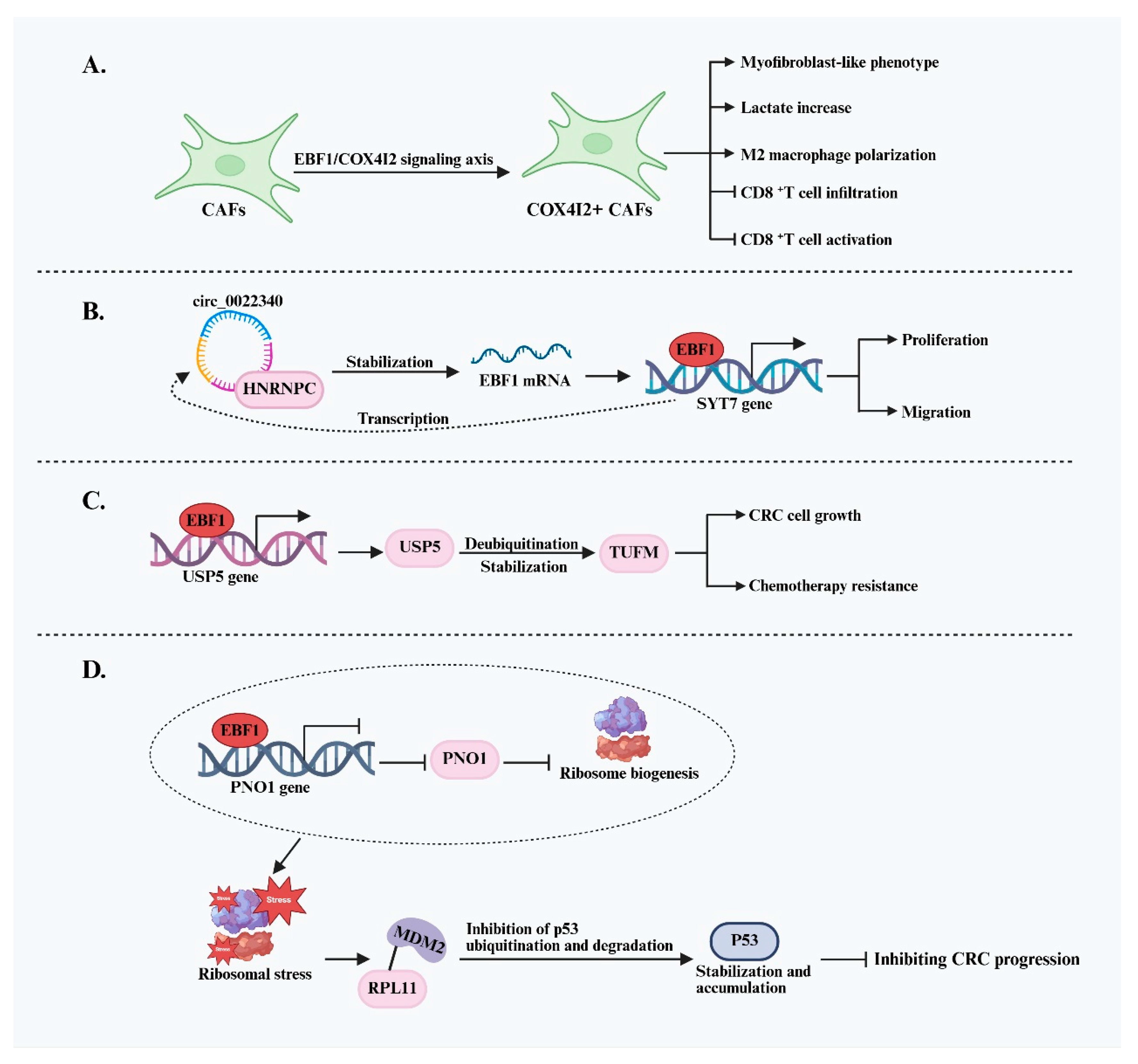 Ijms 26 05203 g003 Ijms 26 05203 g003