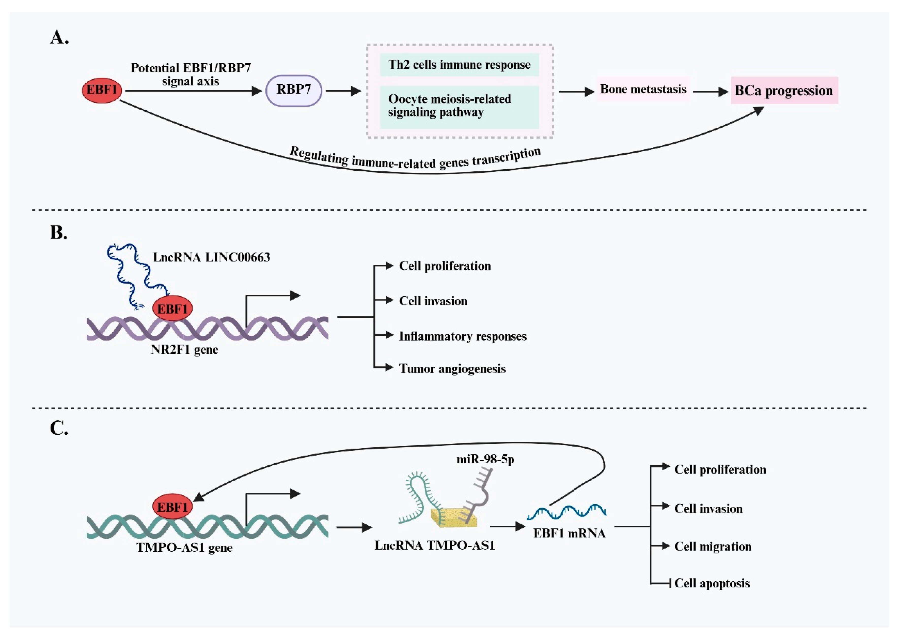 Ijms 26 05203 g004 Ijms 26 05203 g004
