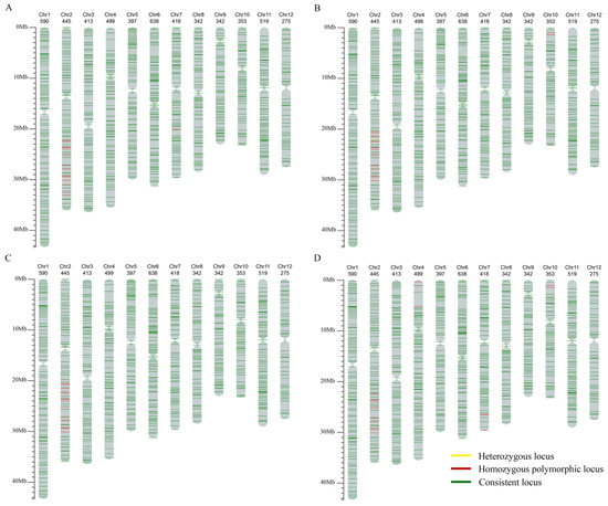 Development of Molecular Markers for Bacterial Leaf Streak