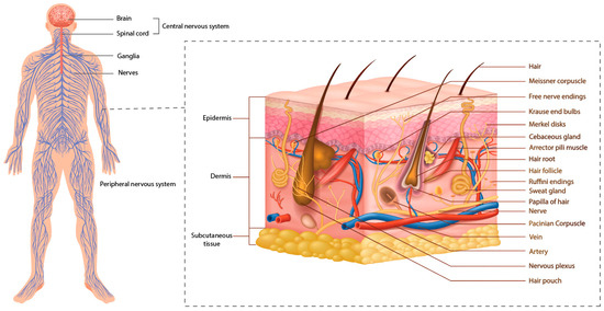 の Adidas ZX Torsion スニーカー 通販 - FARFETCH