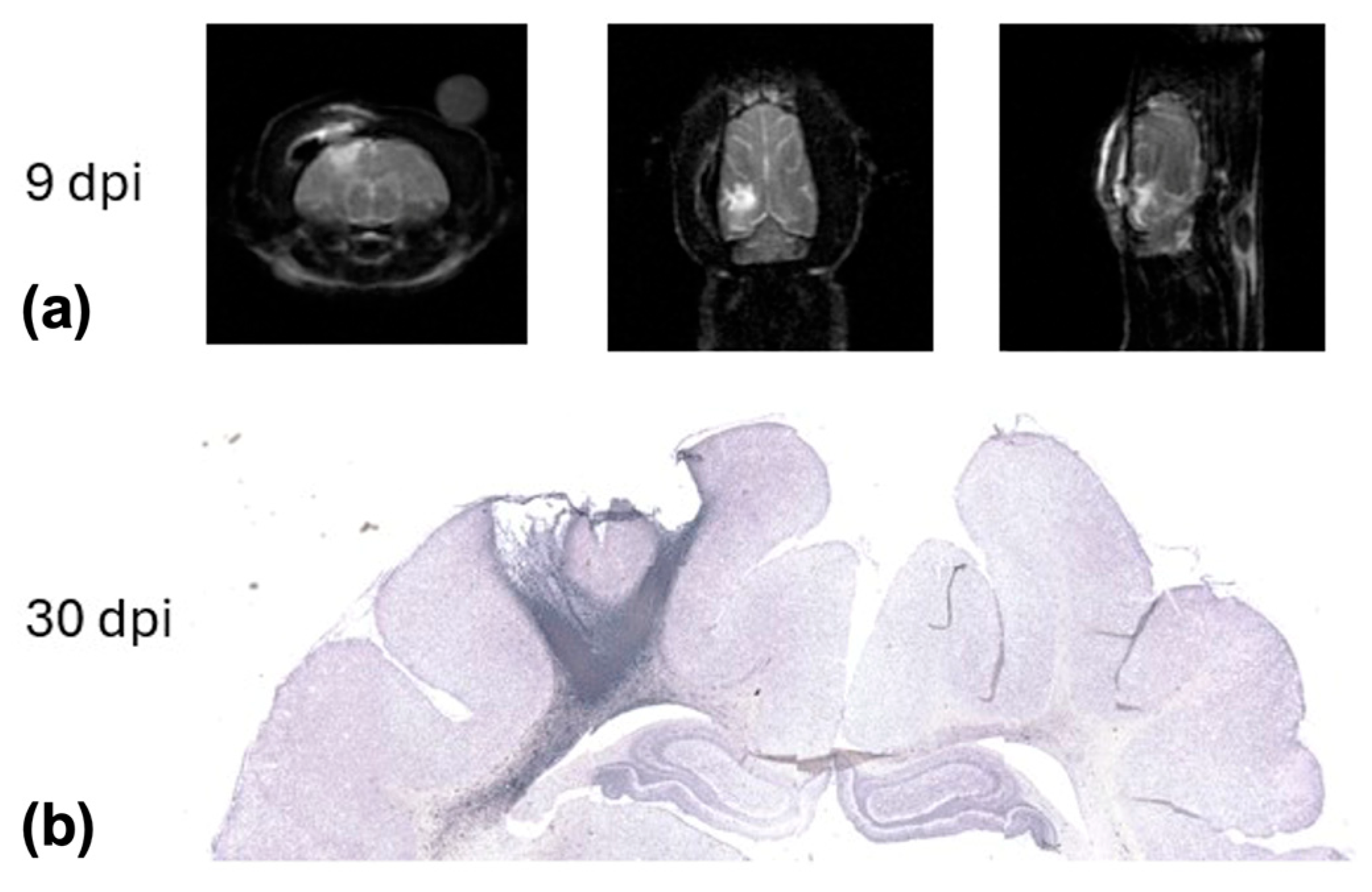 Ijms 26 05327 g001 Ijms 26 05327 g001