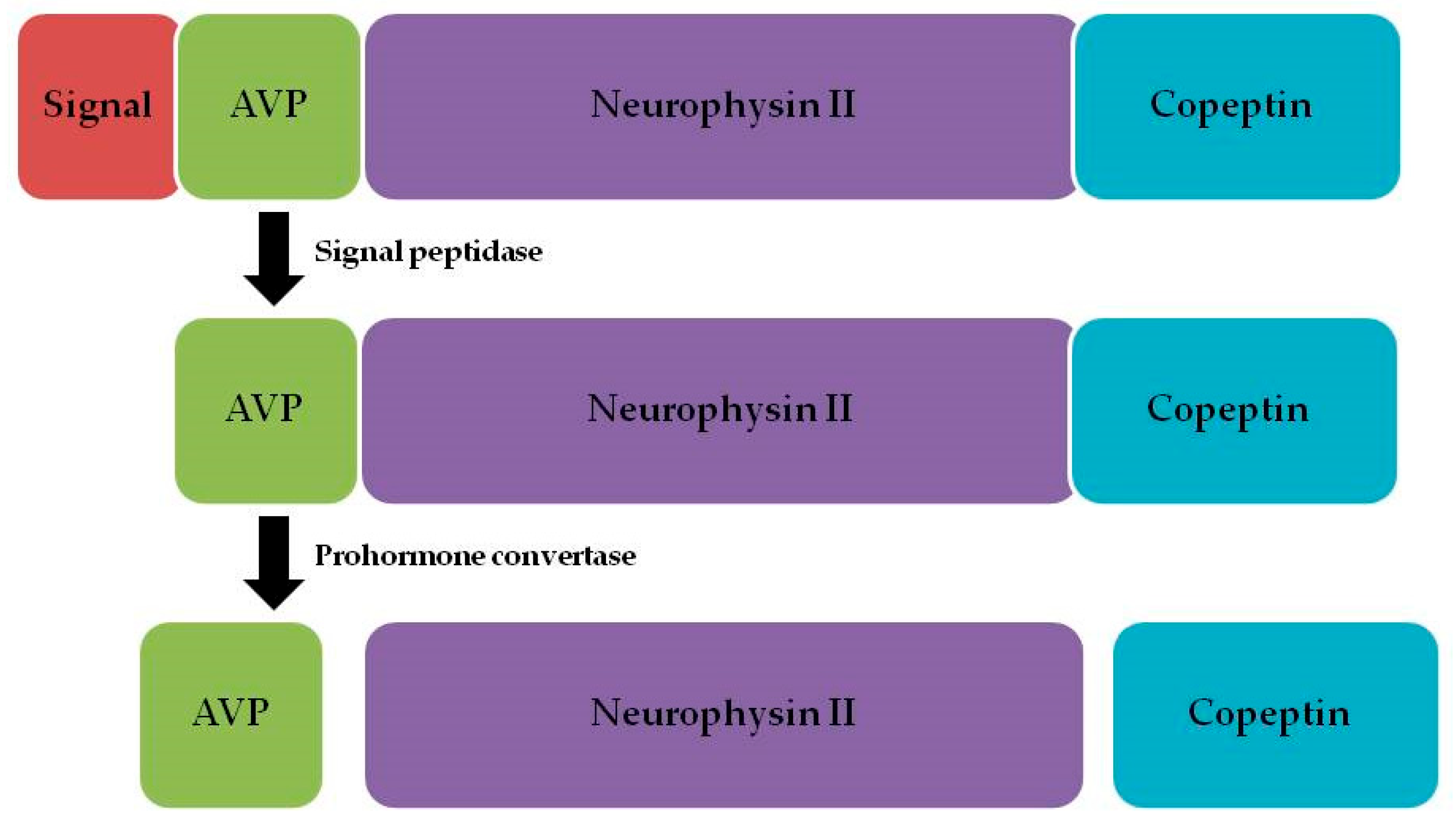 Ijms 26 05328 g001 Ijms 26 05328 g001