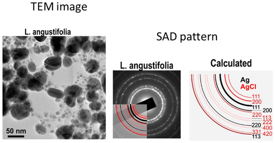 Evolution of anuran assemblages in the Late Cretaceous of