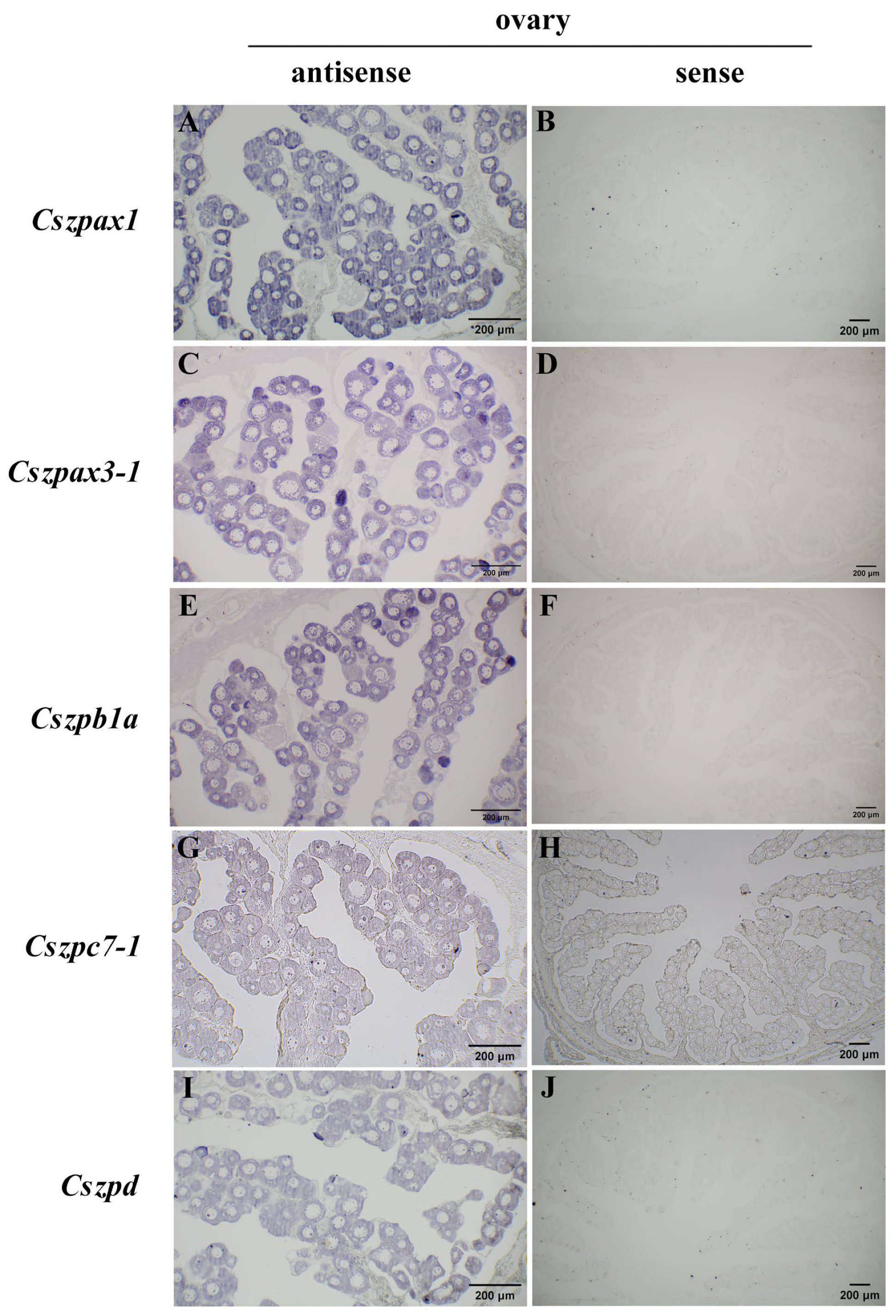 Ijms 26 05346 g008 Ijms 26 05346 g008