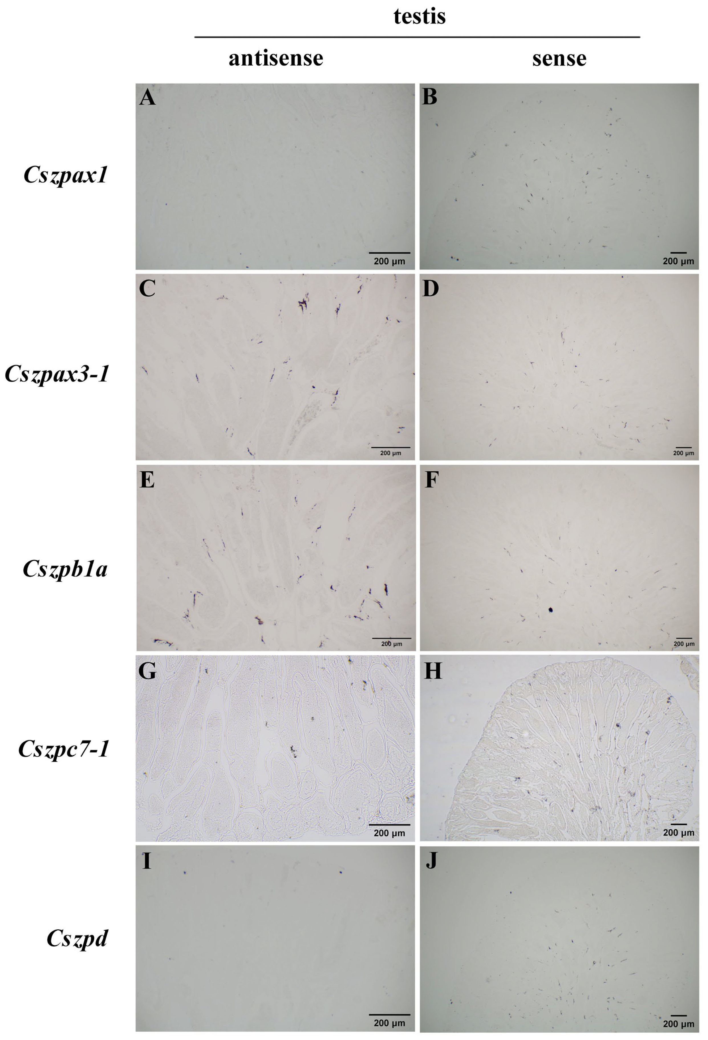 Ijms 26 05346 g0a2 Ijms 26 05346 g0a2