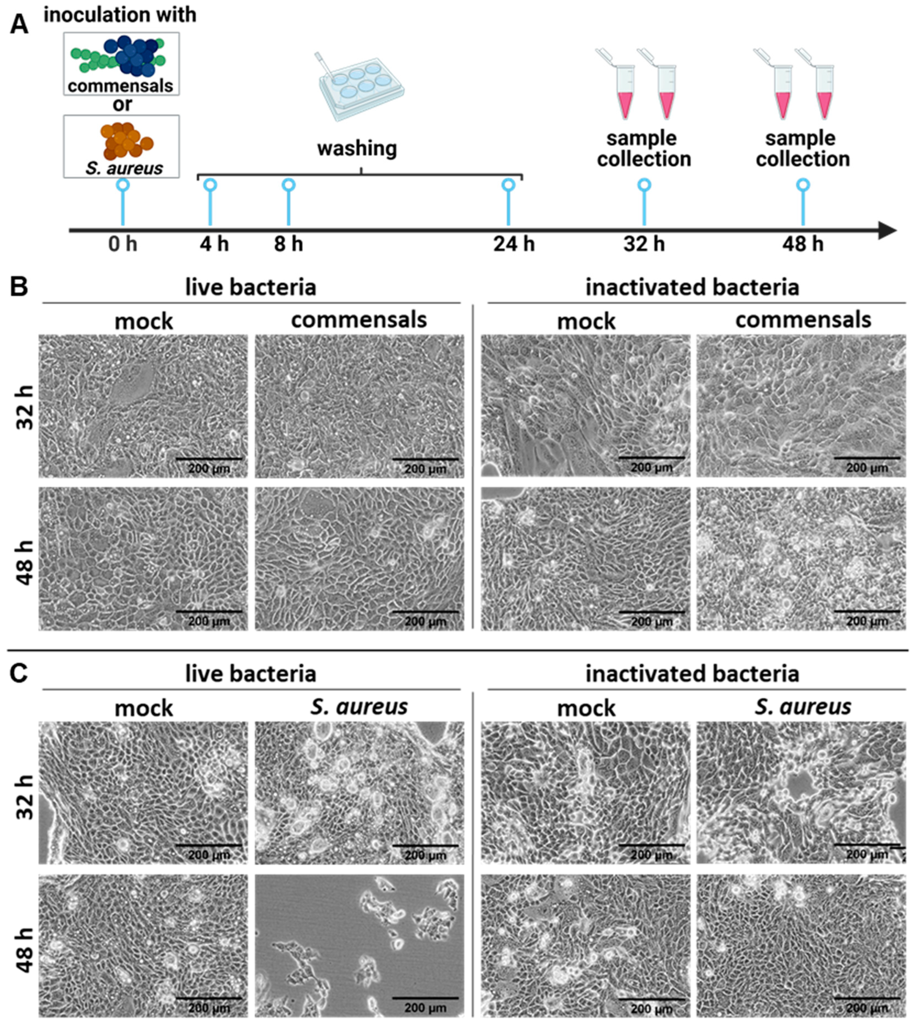 Ijms 26 05364 g001 Ijms 26 05364 g001