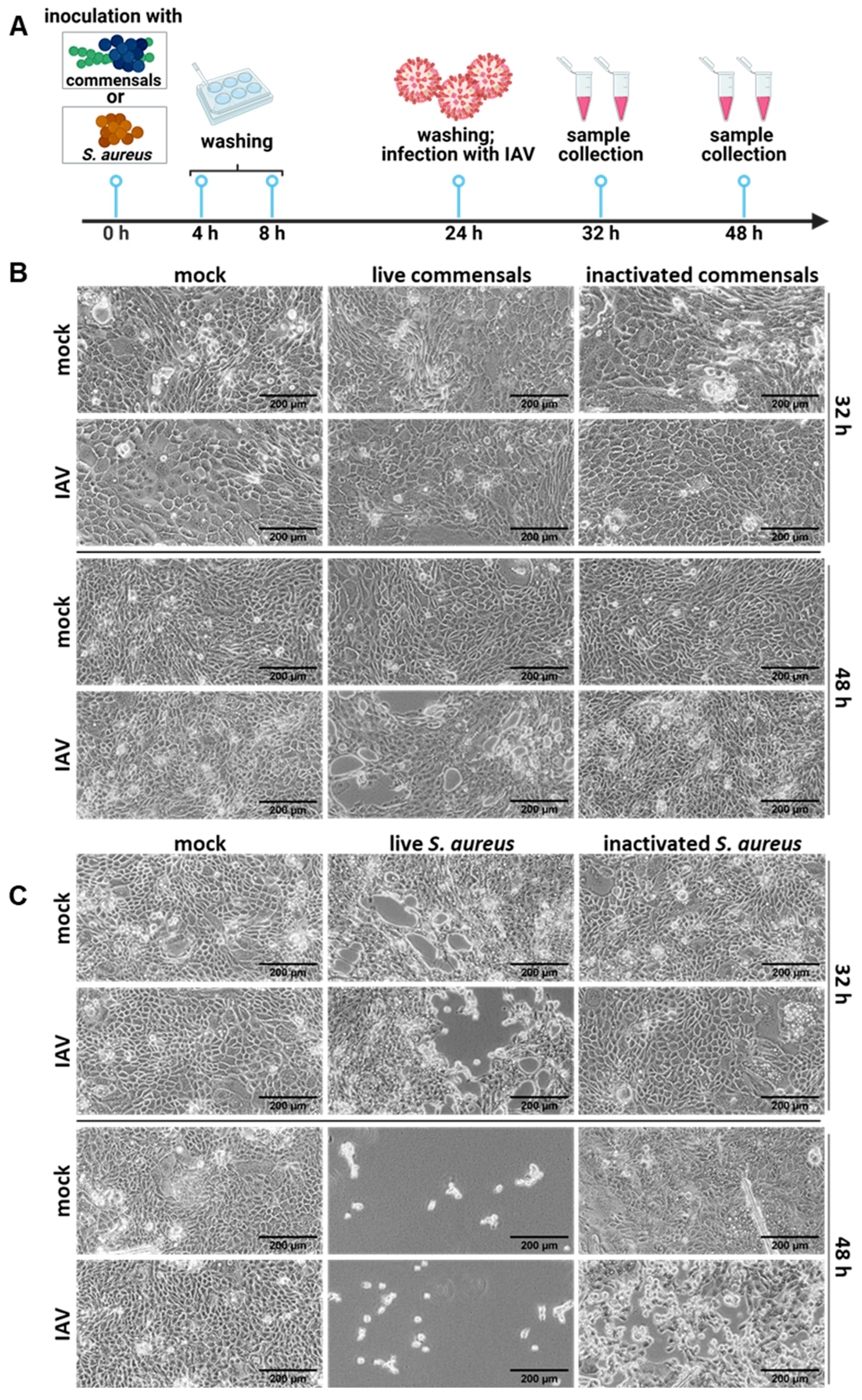 Ijms 26 05364 g002 Ijms 26 05364 g002