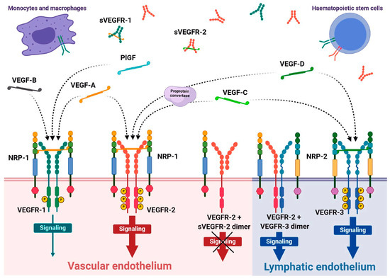 Advances in Molecular Imaging of VEGFRs: Innovations in Imaging and ...
