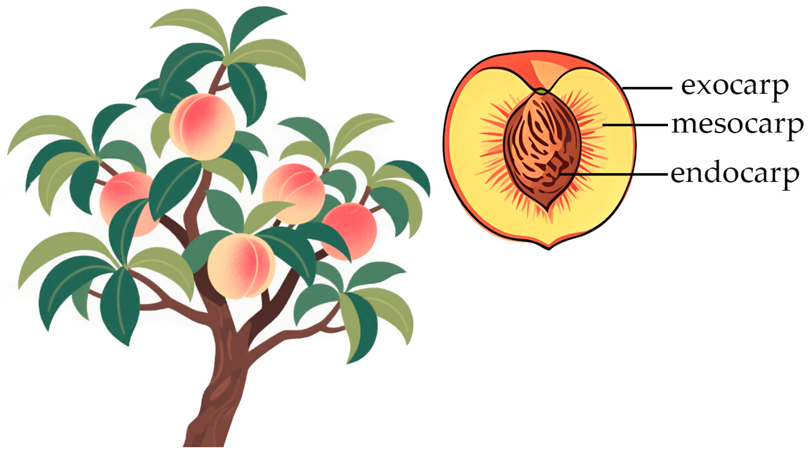 Ijms 26 05460 g003 Ijms 26 05460 g003