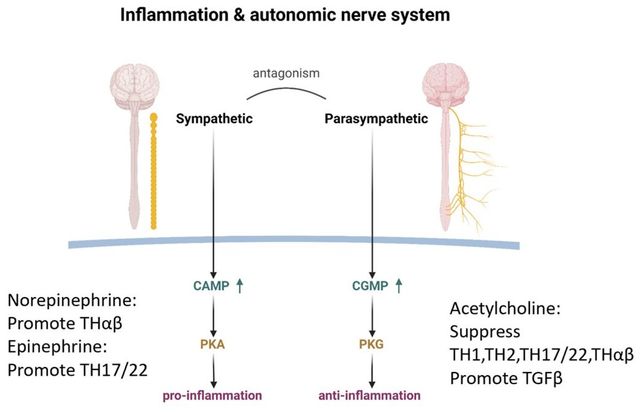 Ijms 26 05503 g002 Ijms 26 05503 g002
