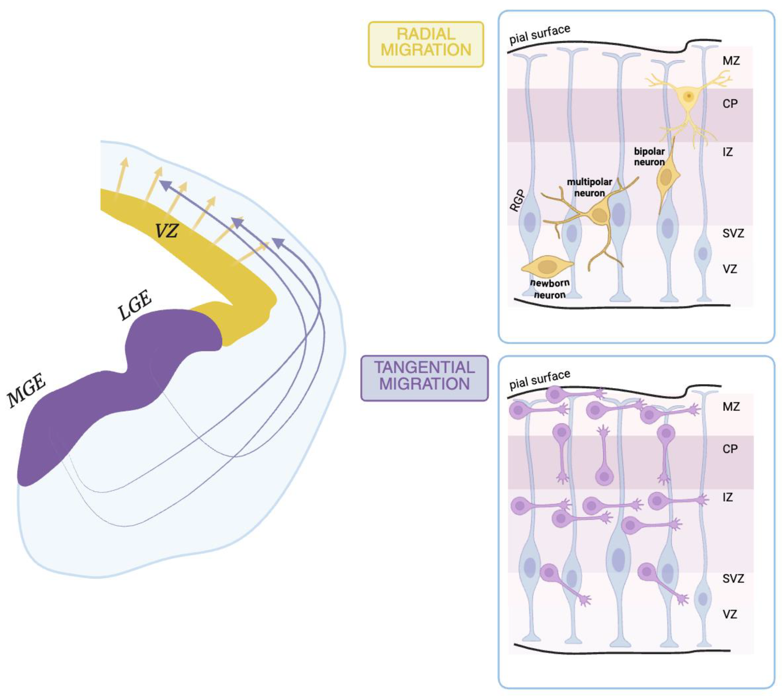 Ijms 26 05508 g004 Ijms 26 05508 g004