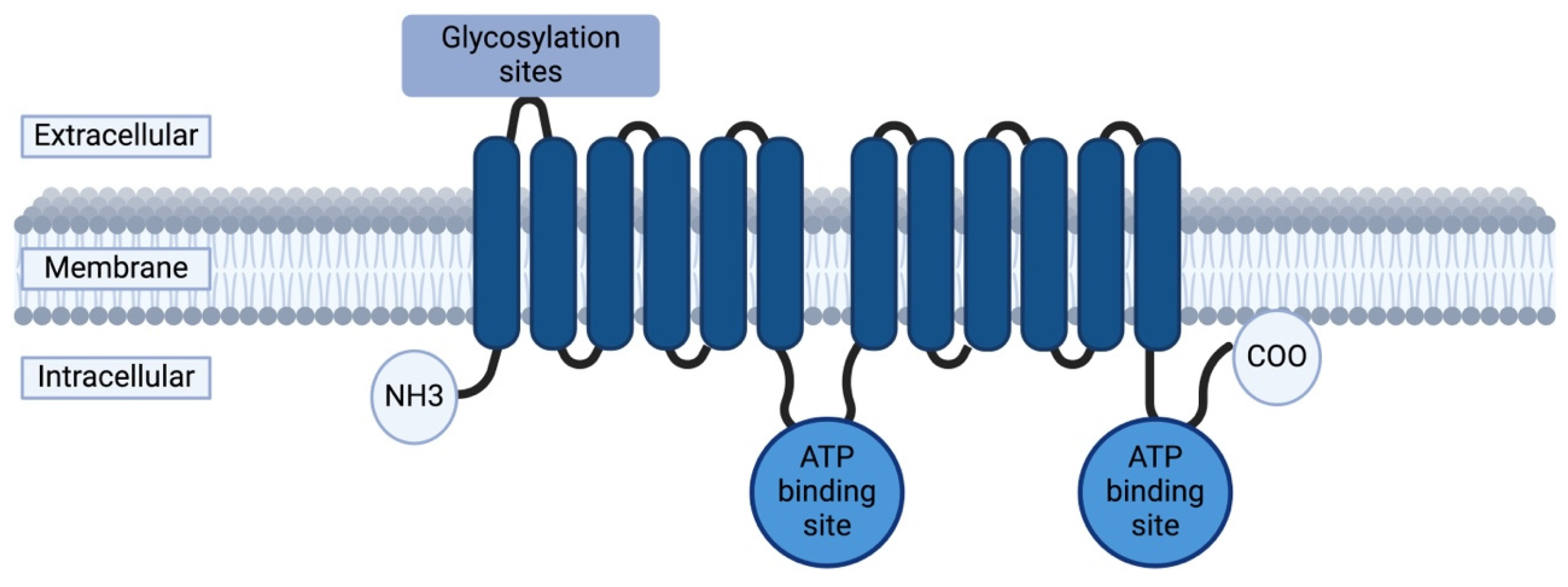 Ijms 26 05548 g012 Ijms 26 05548 g012