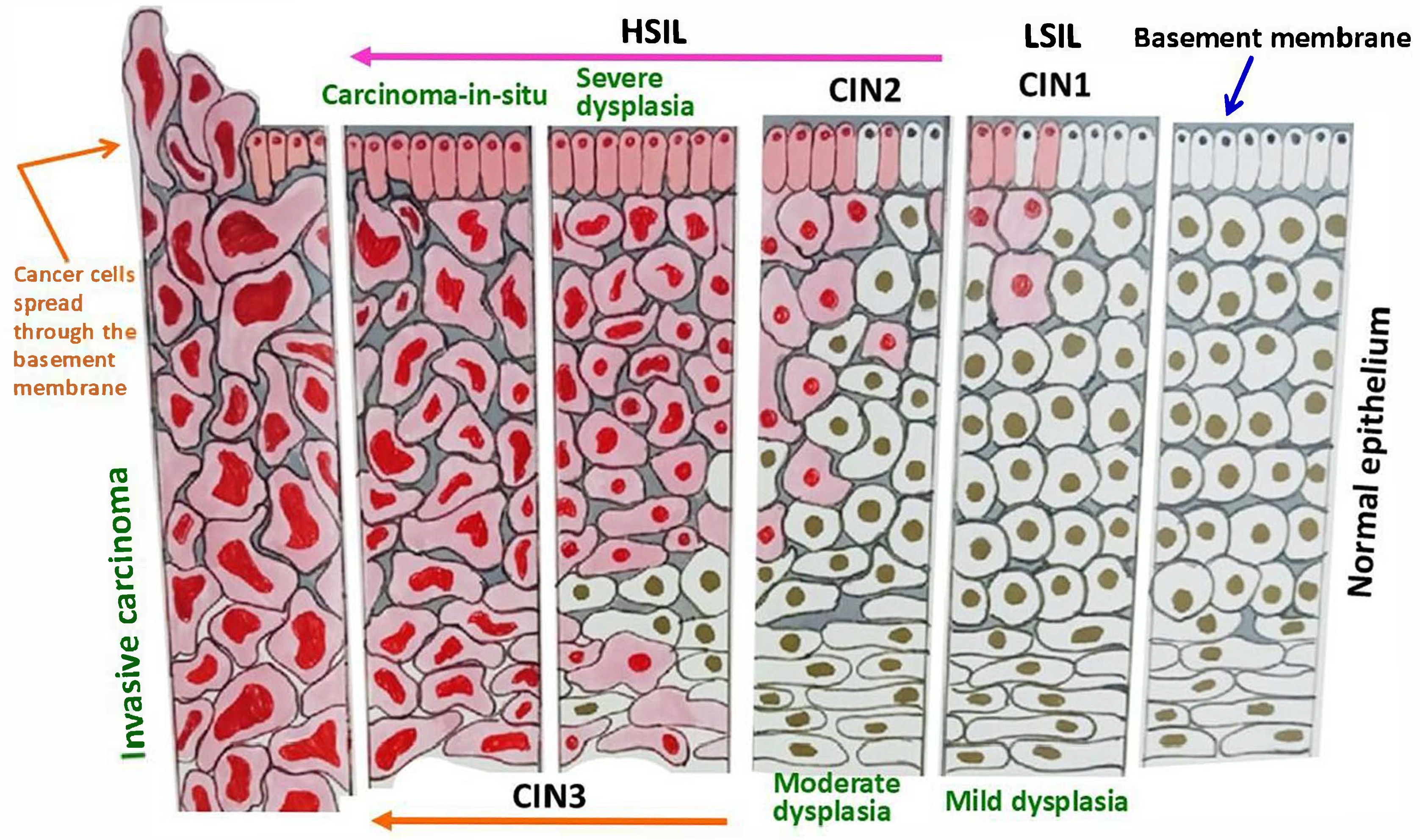 Ijms 26 05549 g002 Ijms 26 05549 g002