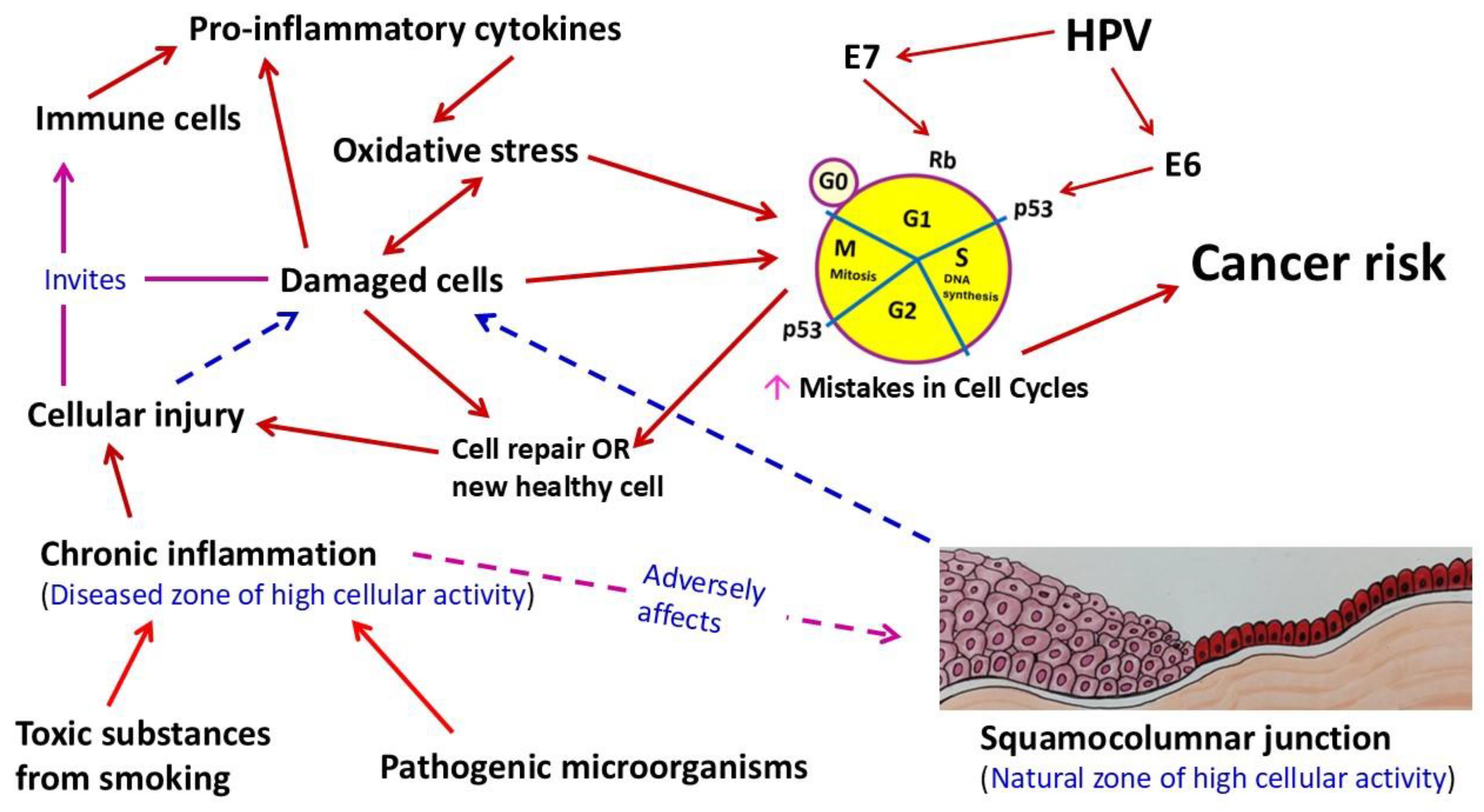 Ijms 26 05549 g004 Ijms 26 05549 g004