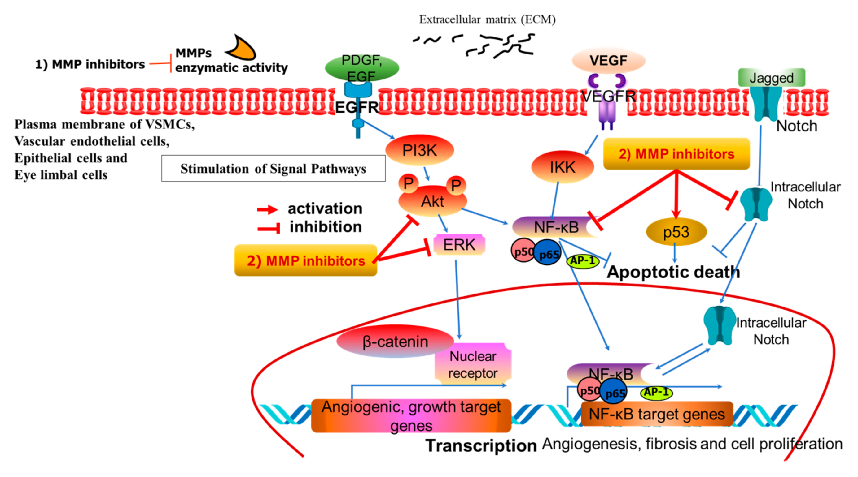 Ijms 26 05553 g001 Ijms 26 05553 g001