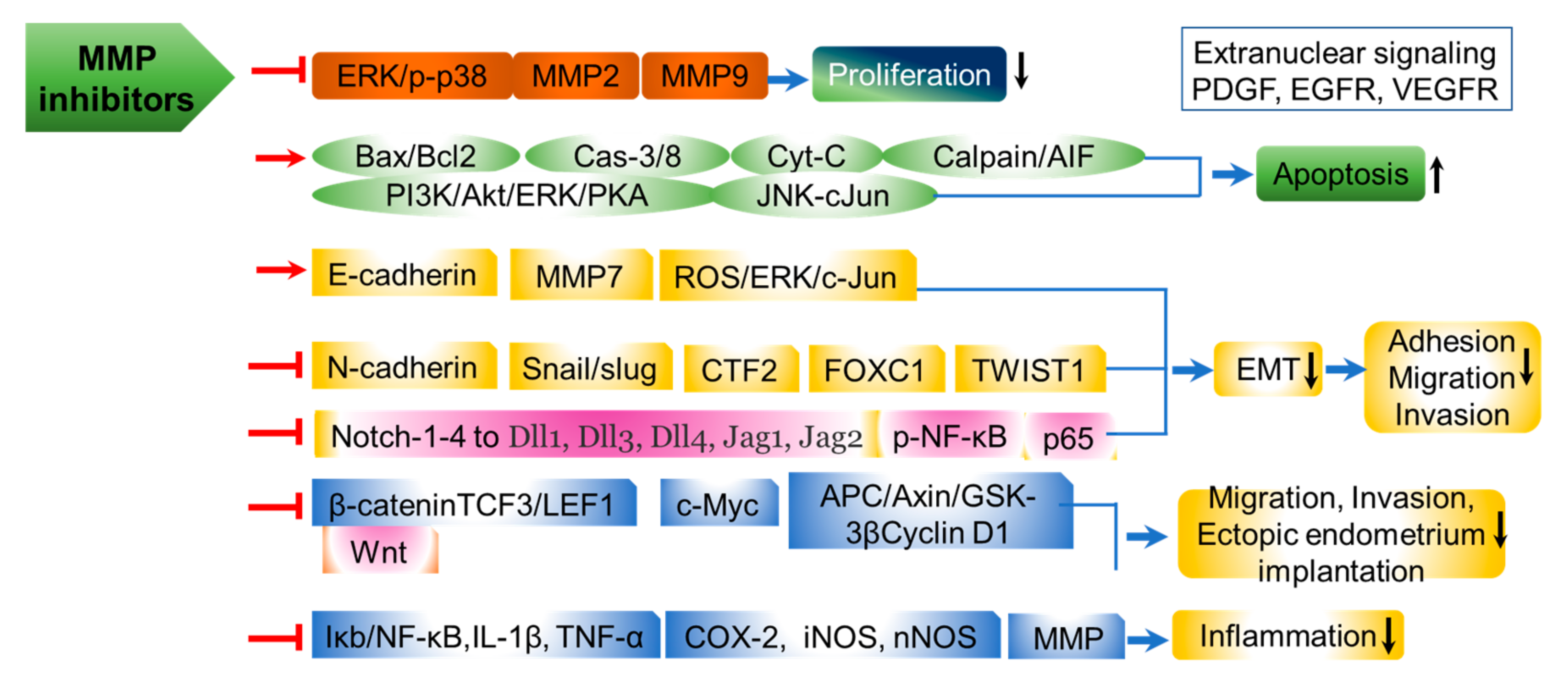Ijms 26 05553 g002 Ijms 26 05553 g002